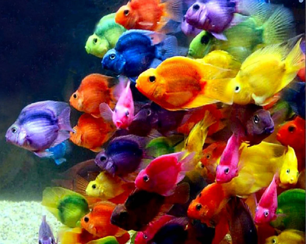 多彩酷炫小魚 壁紙