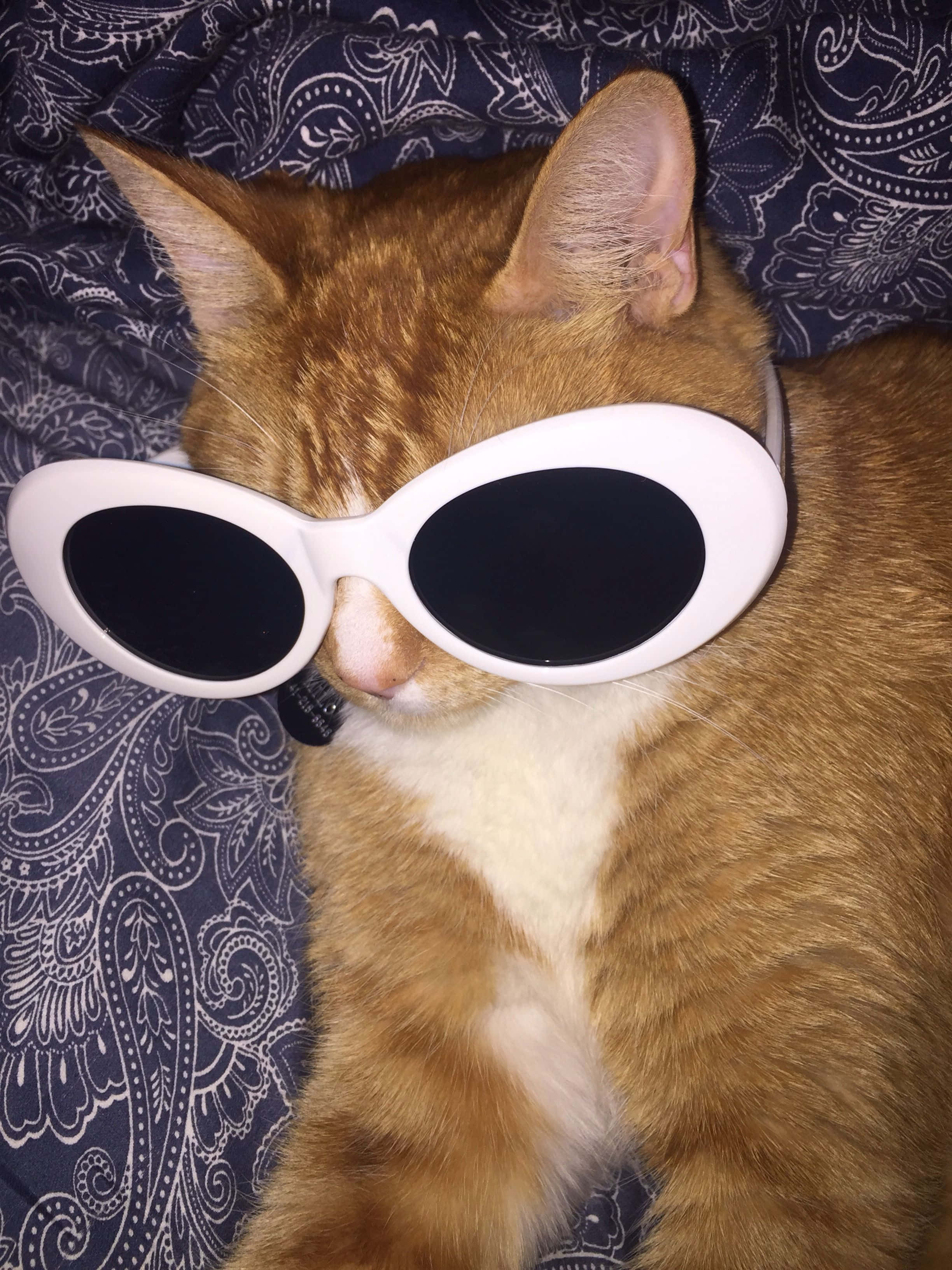 大墨镜可爱猫头像 壁紙