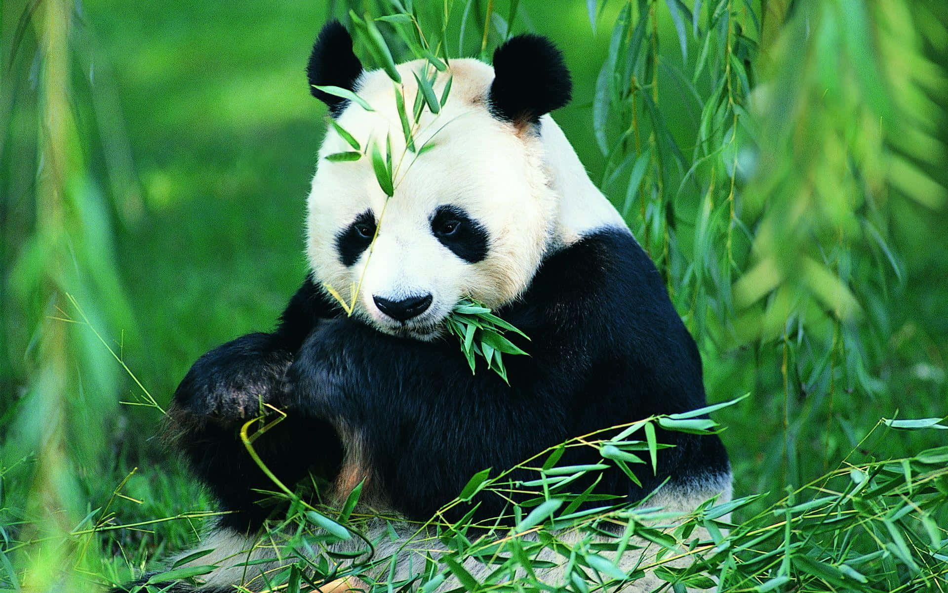 大熊猫吃树叶 — 熊貓 壁紙
