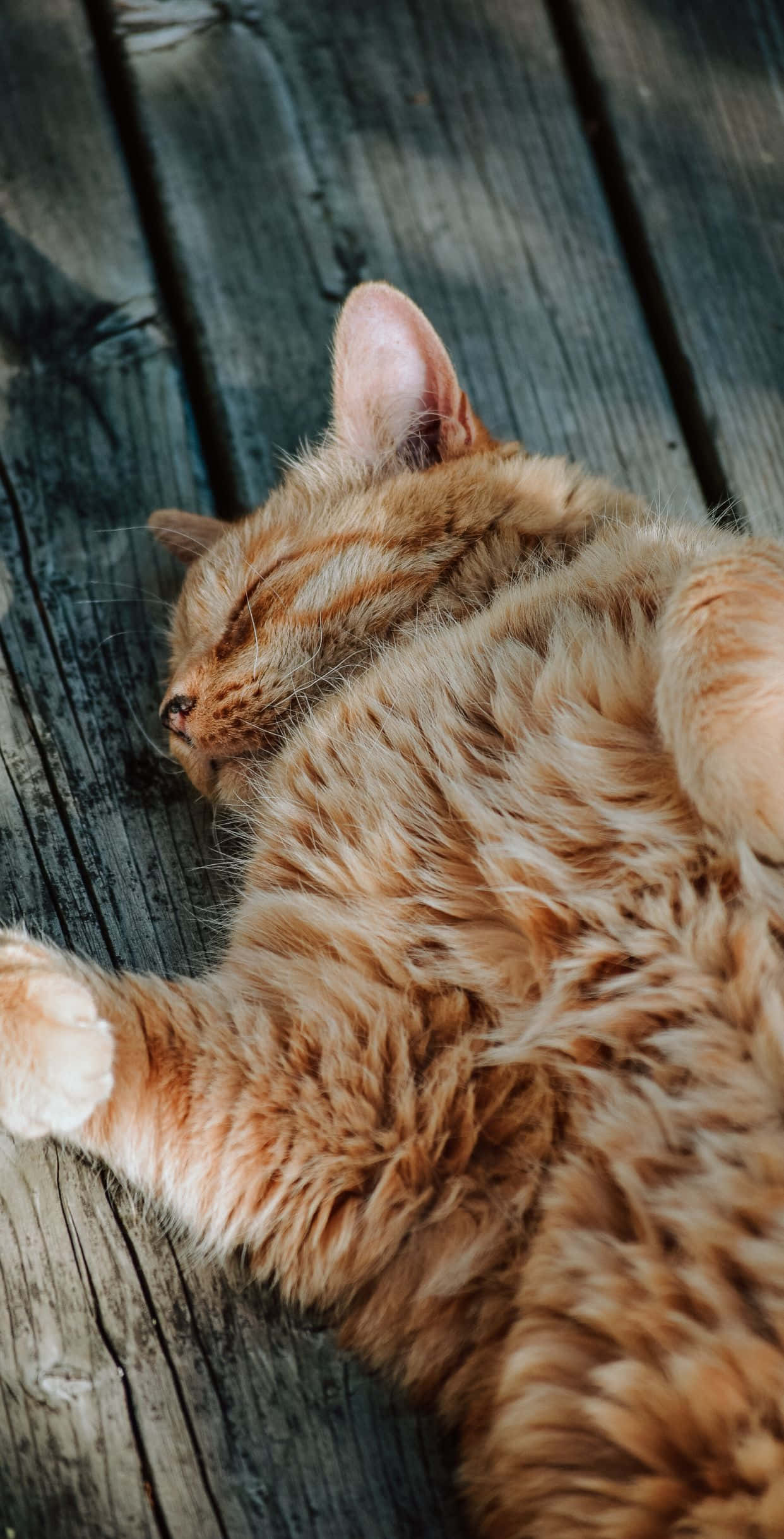 大胆姜黄色猫咪图片 壁紙