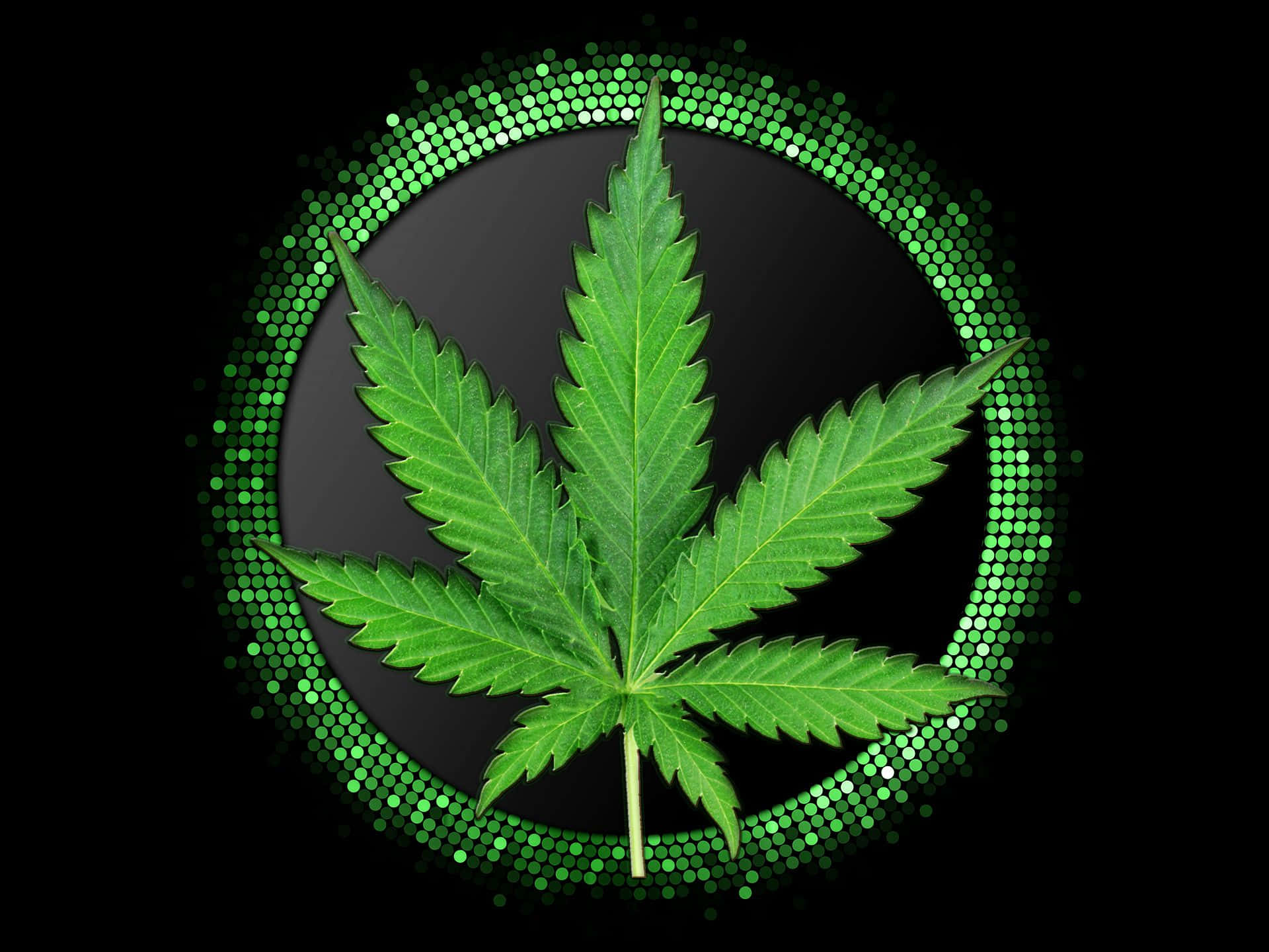 大麻葉被綠色圓圈環繞 壁紙