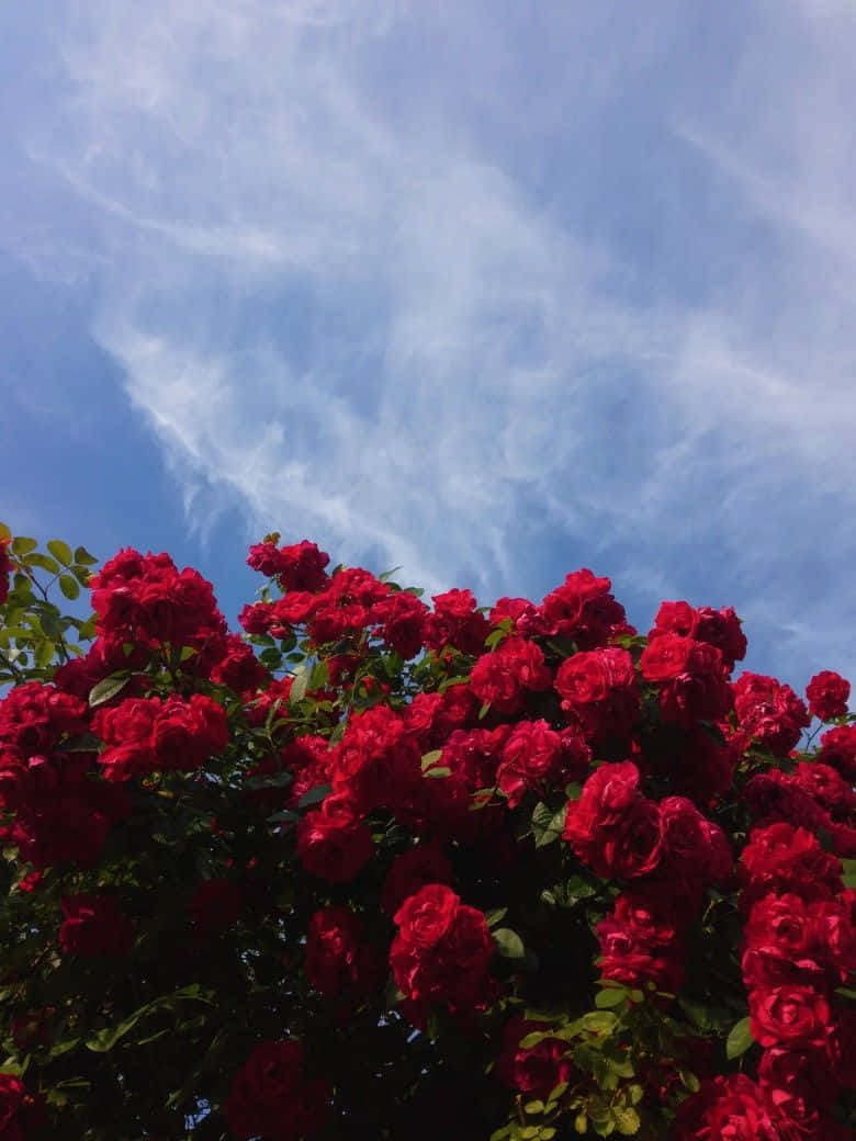 天空中的紅玫瑰花束美學 壁紙
