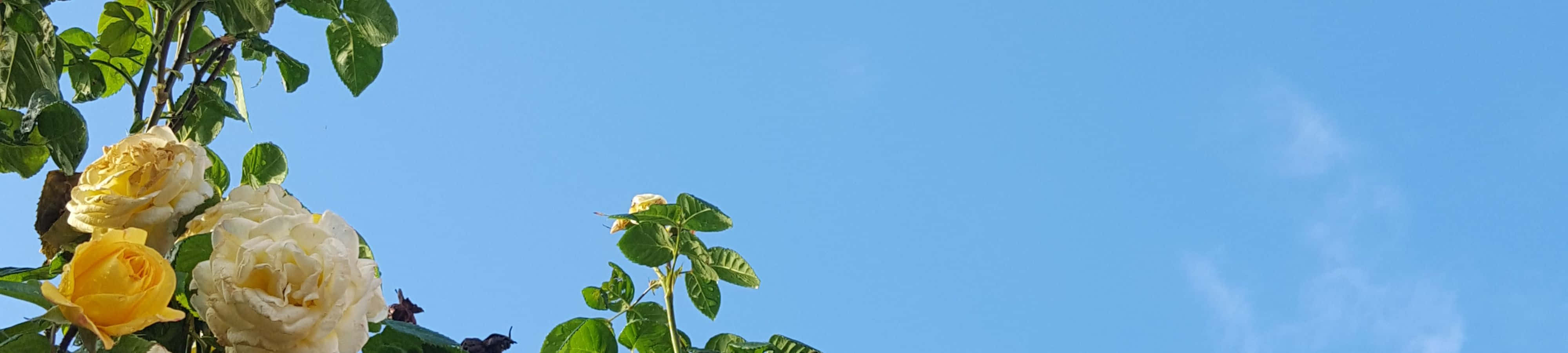 天空中的花朵時鐘 壁紙