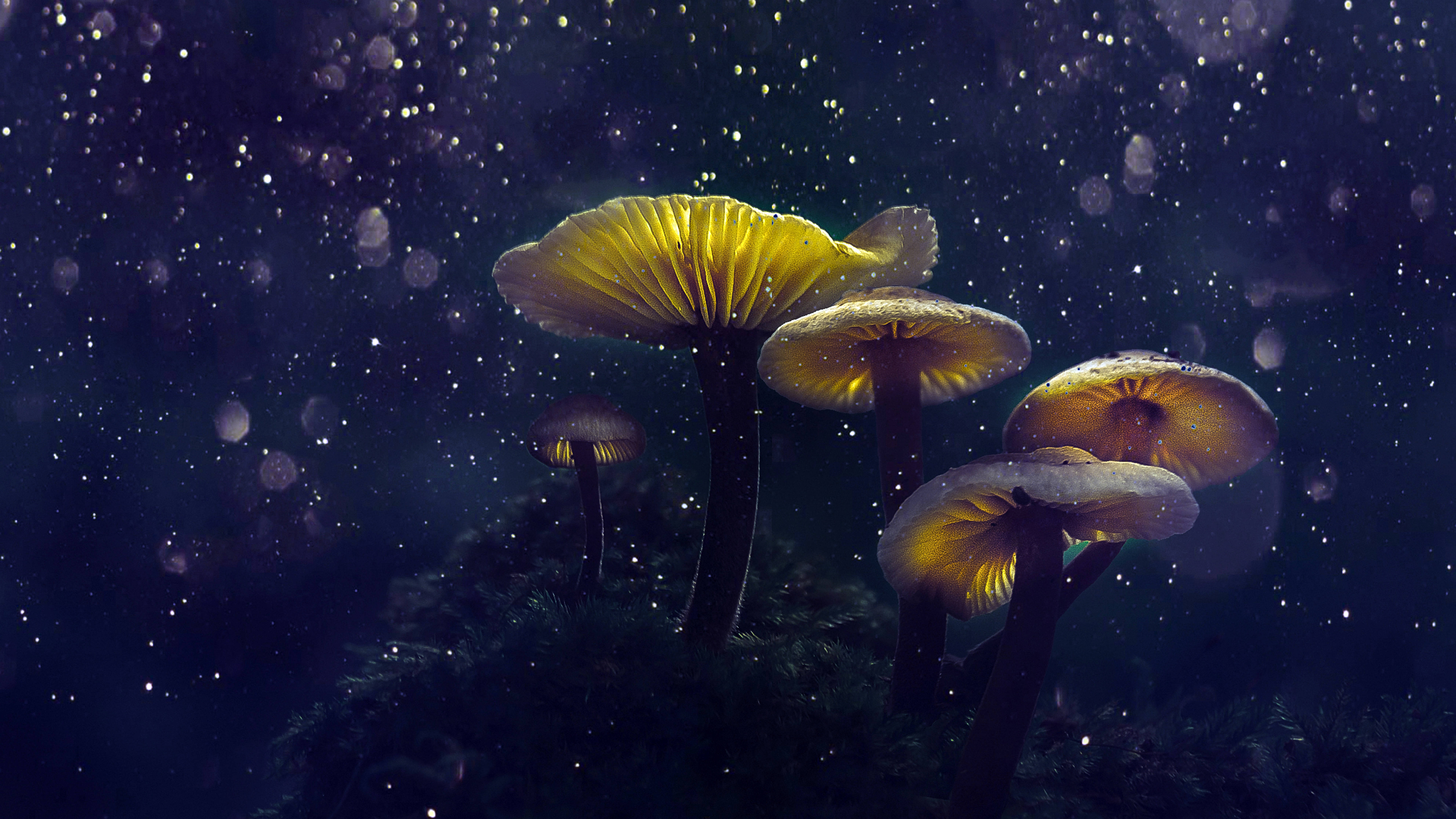 奇幻蘑菇美學 壁紙