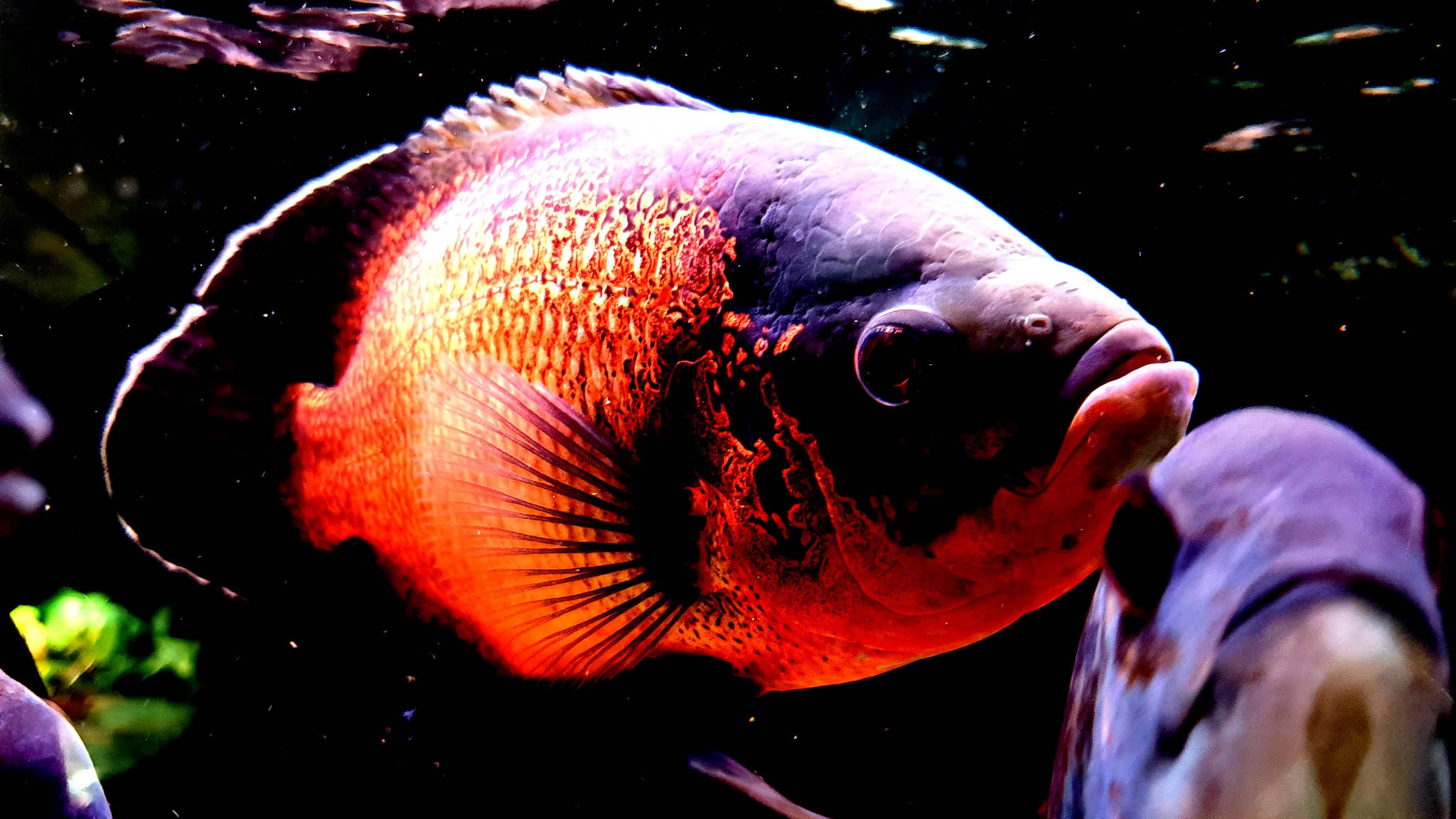 奧斯卡酷魚 壁紙