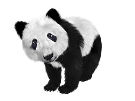 好奇熊猫黑色背景 壁紙