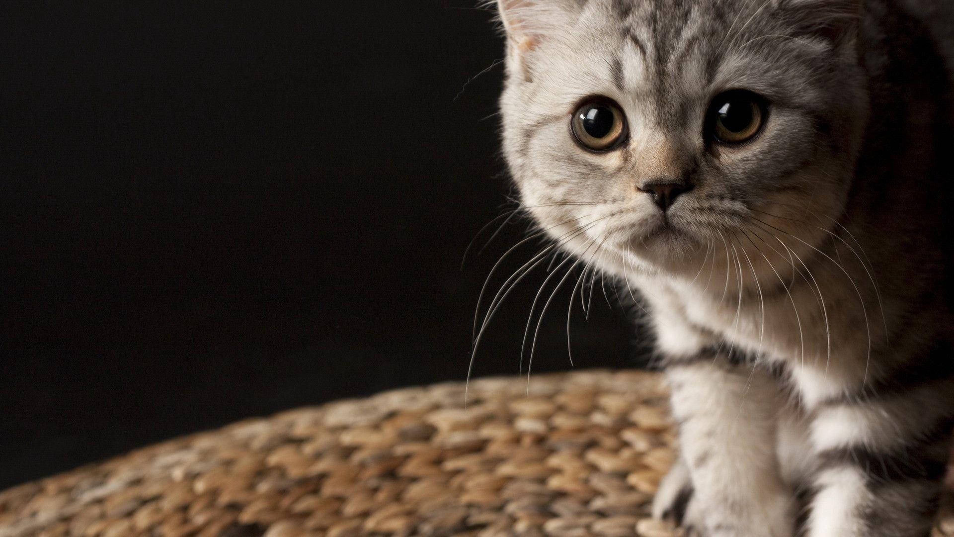威猛猫科之美 壁紙