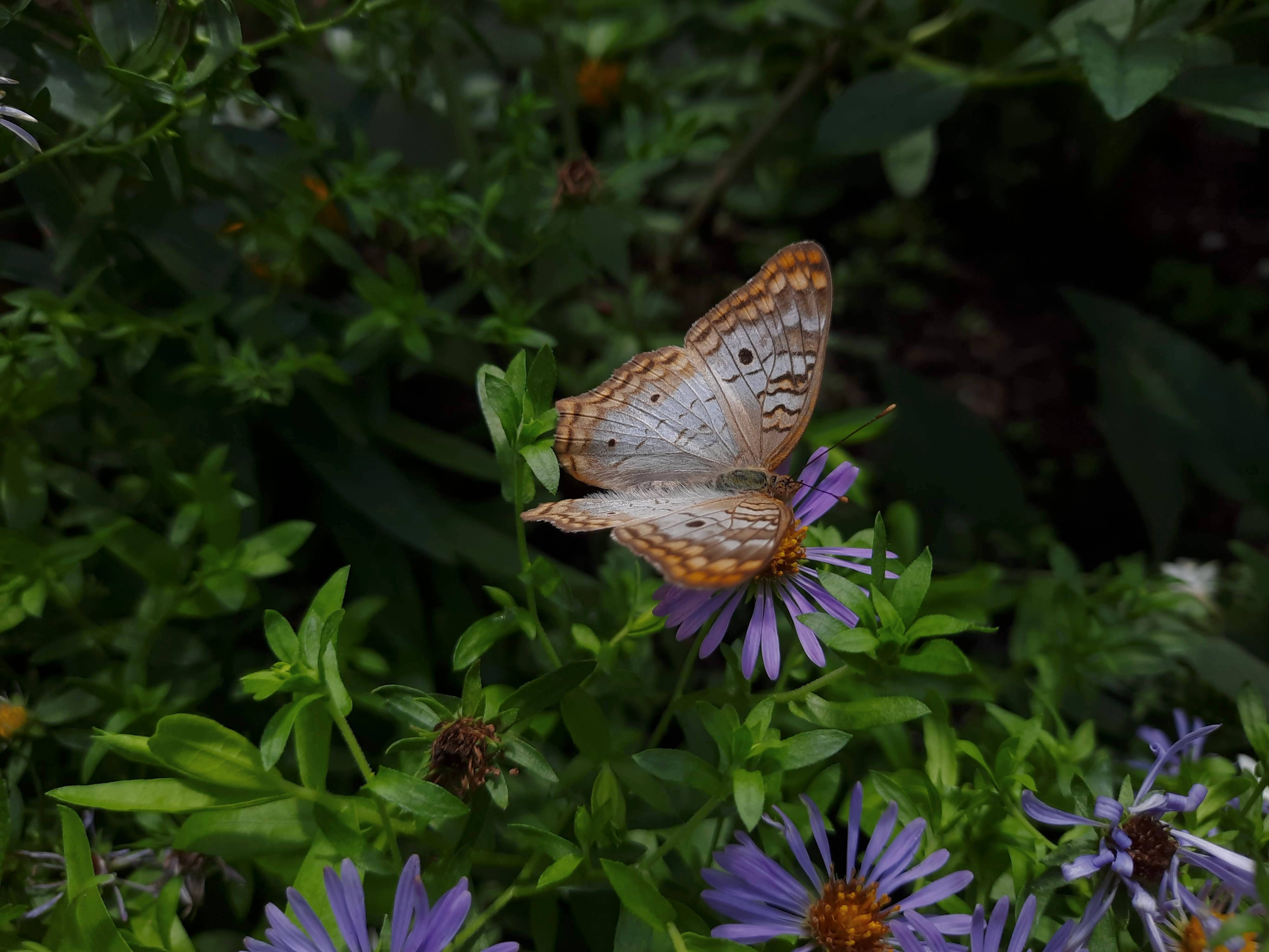 孔雀般的美學蝴蝶 壁紙
