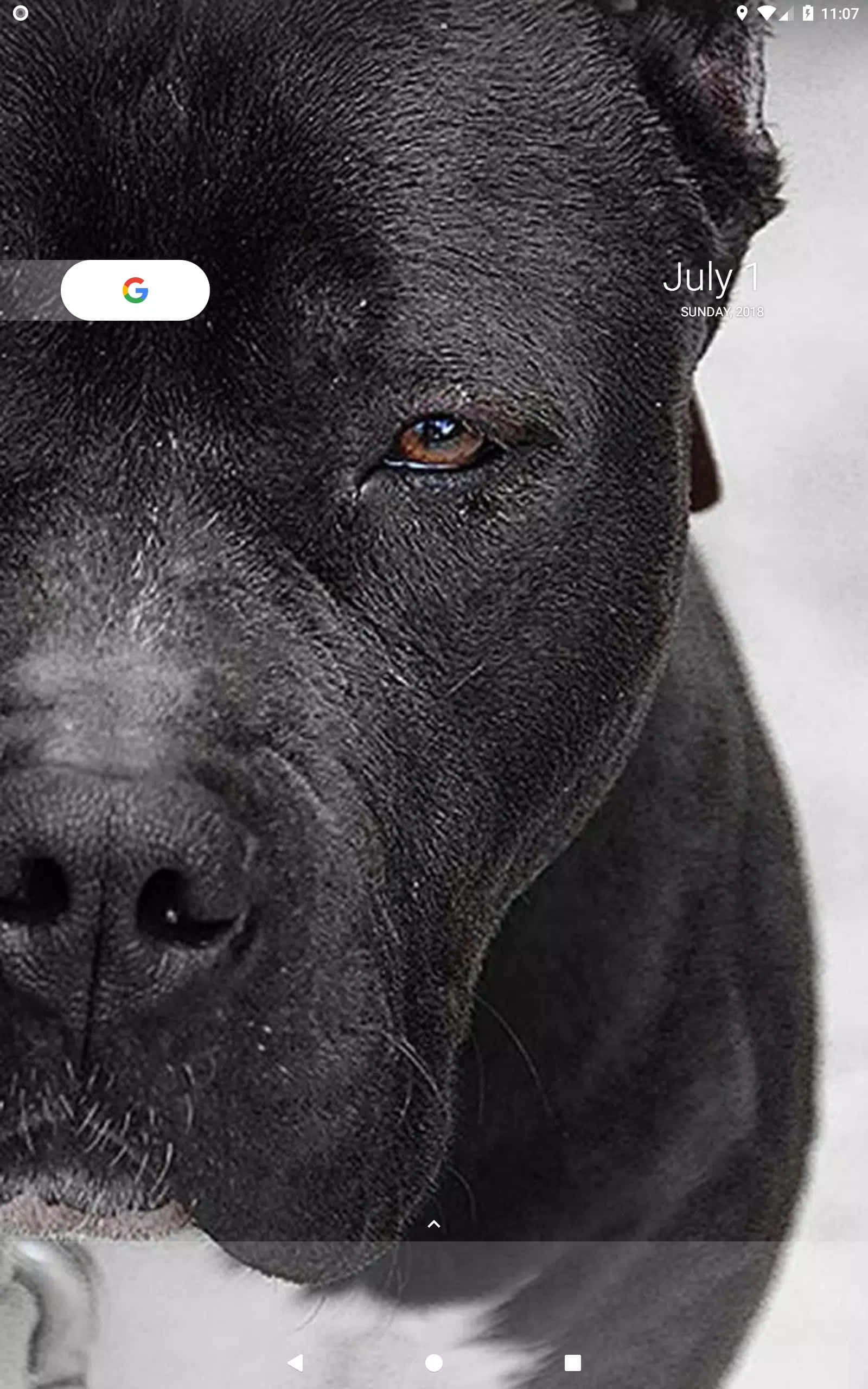 “守护家园的强壮黑色比特犬。” 壁紙