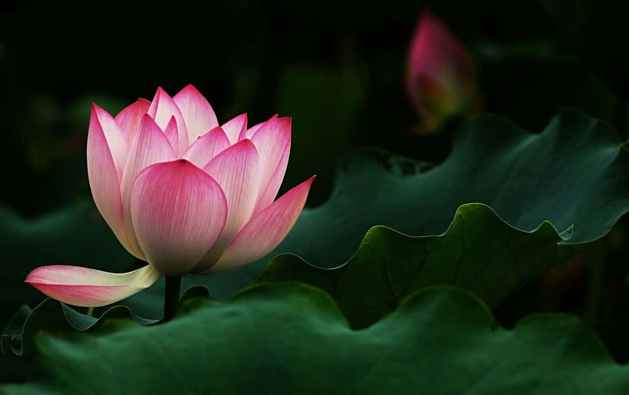 寧靜水面盛開的蓮花 壁紙