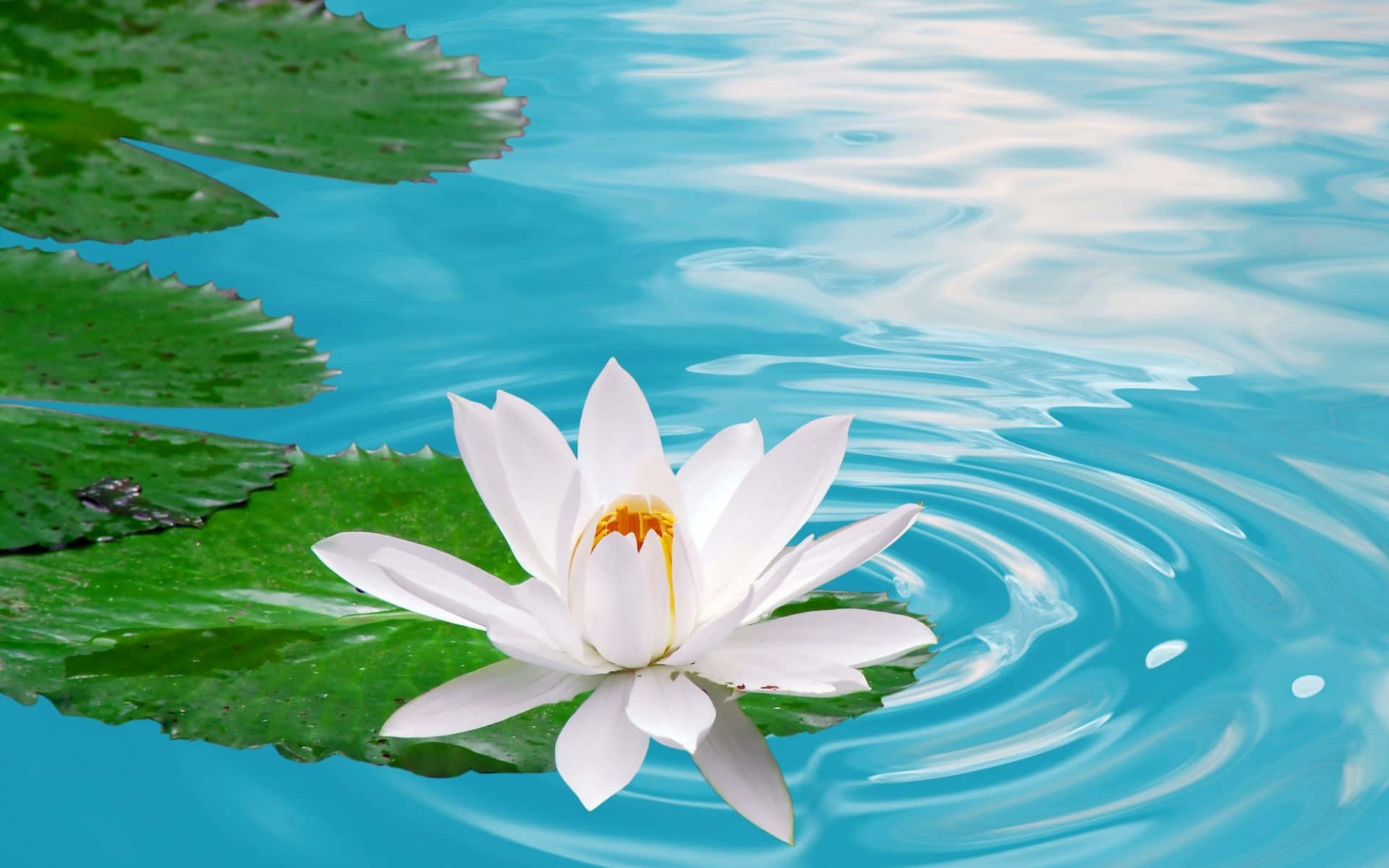 寧靜池塘中迷人的蓮花 壁紙