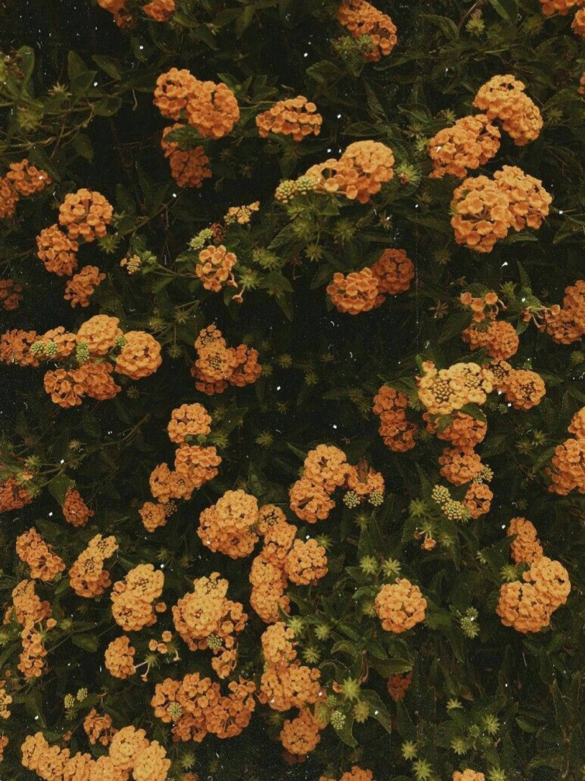 小巧橙色復古花朵美學 壁紙