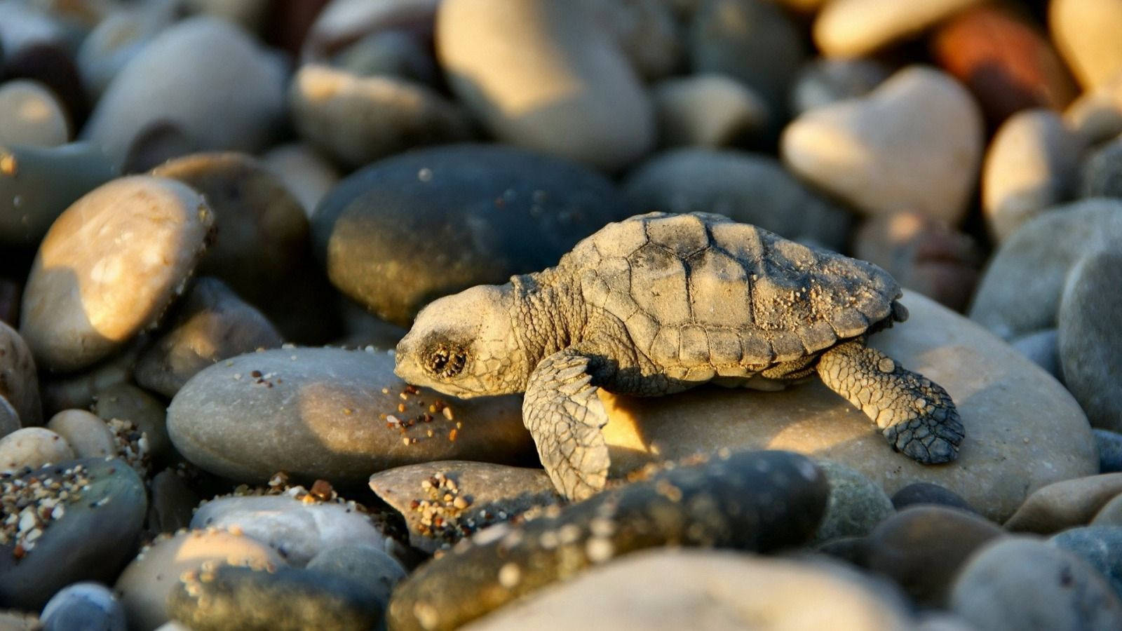 小巧酷龜在岩石海岸 壁紙