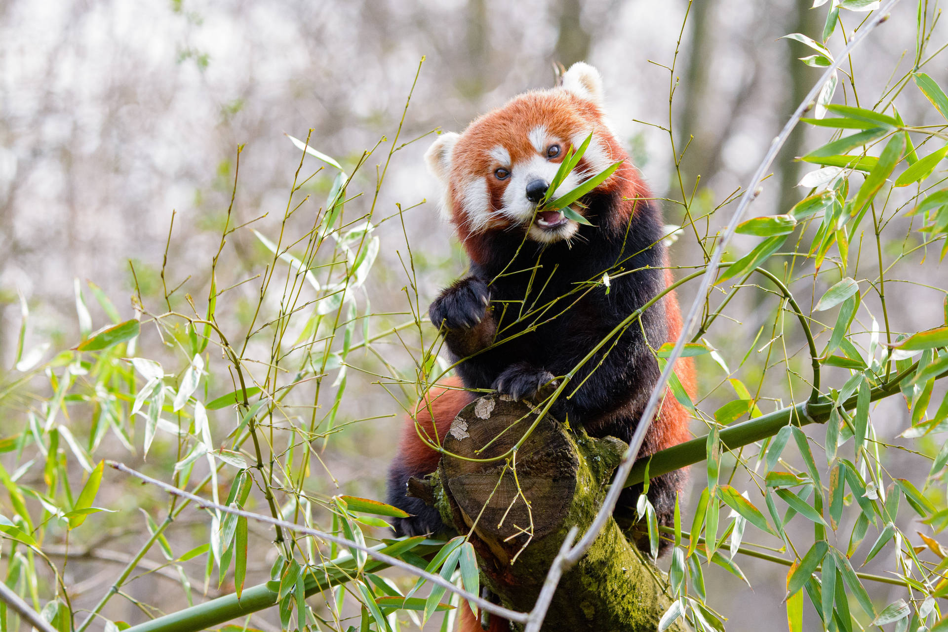 小熊猫吃竹叶桌面壁纸 — 熊貓 壁紙