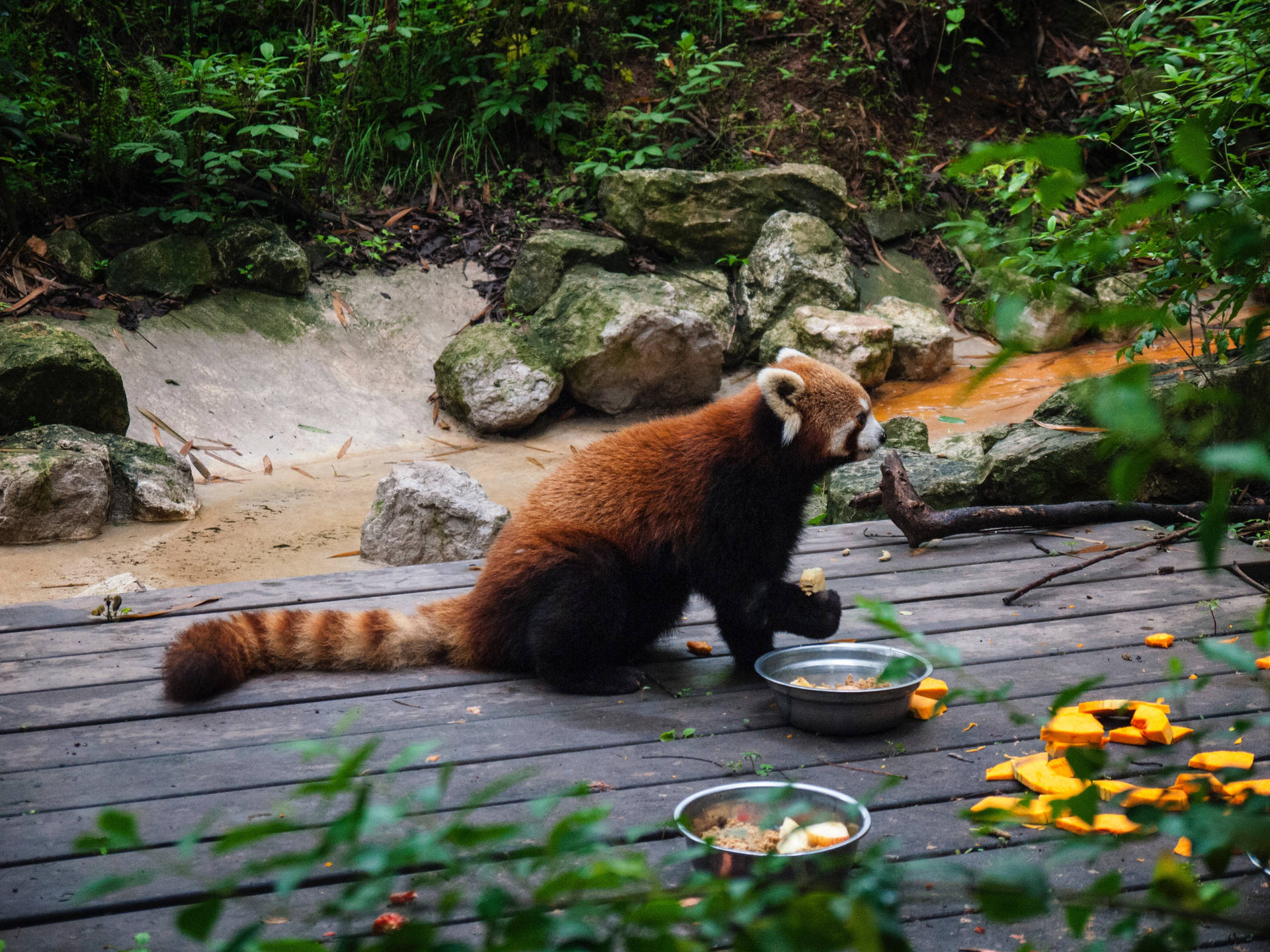 小熊猫在森林动物园用餐时间壁纸 — 火焰 壁紙