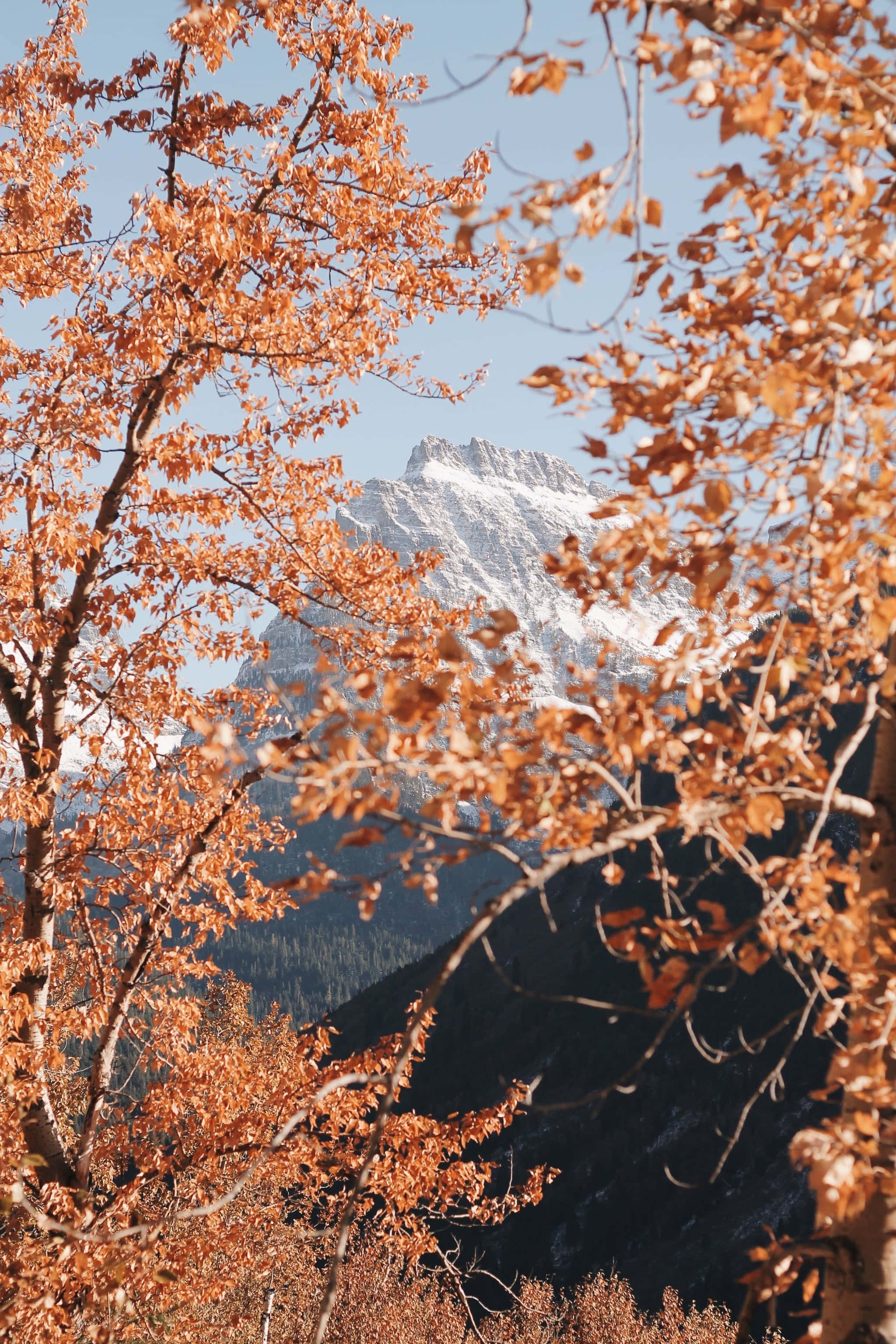 山脈與樹木，背景有群山 壁紙