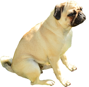 巴哥犬坐于黑色背景前 壁紙