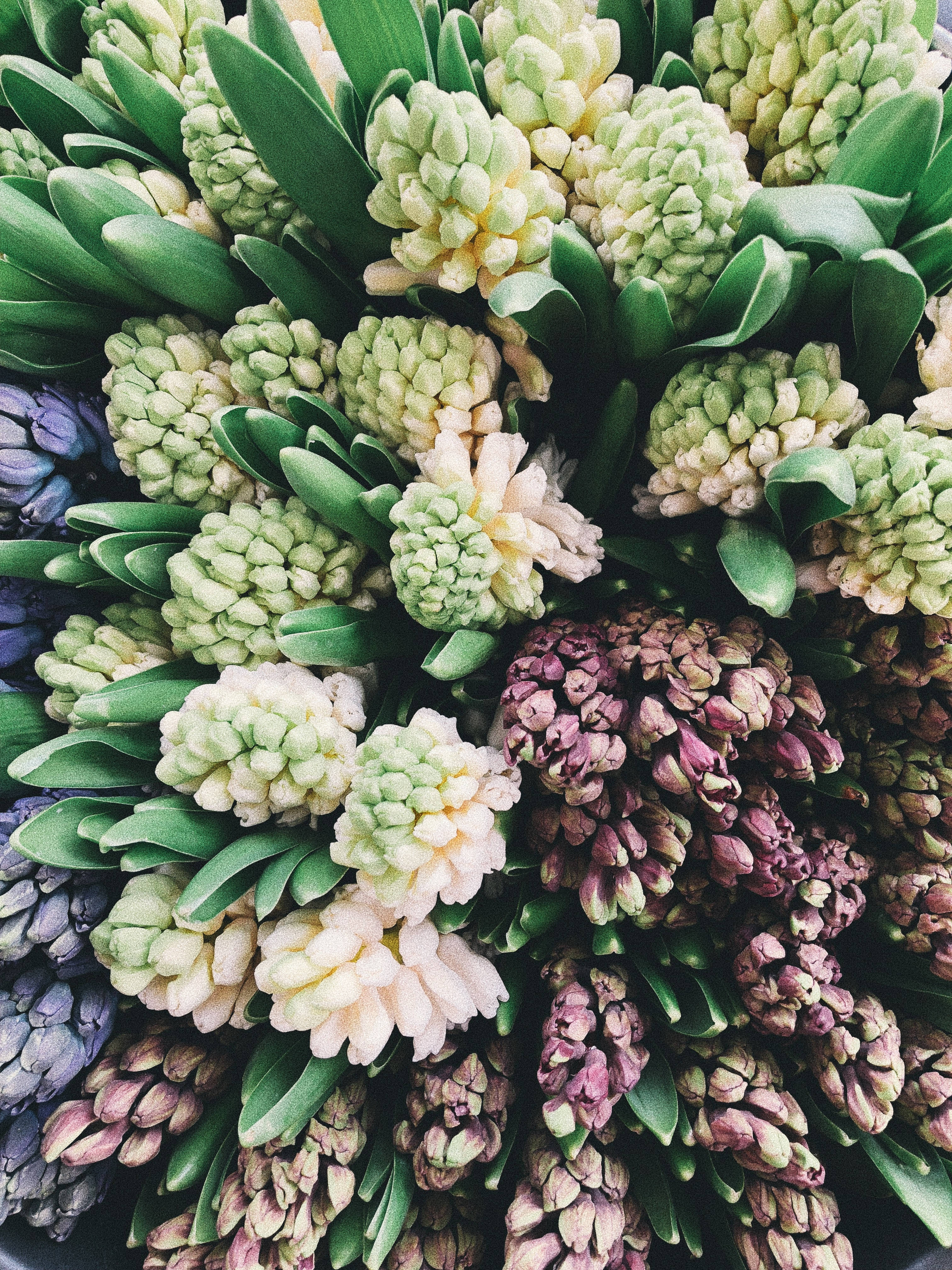 市场中的风信子花 壁紙