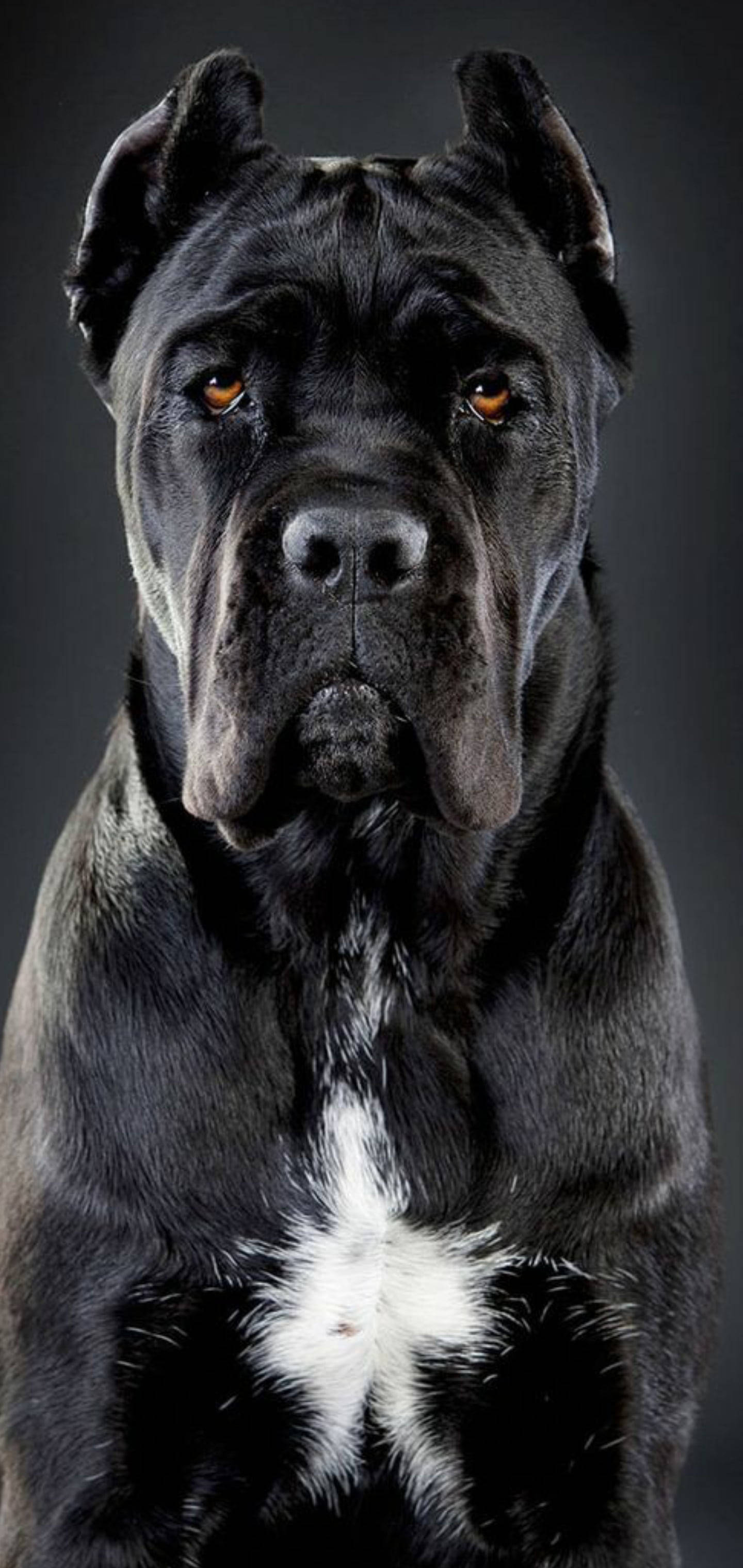 帥氣的卡斯羅犬 壁紙