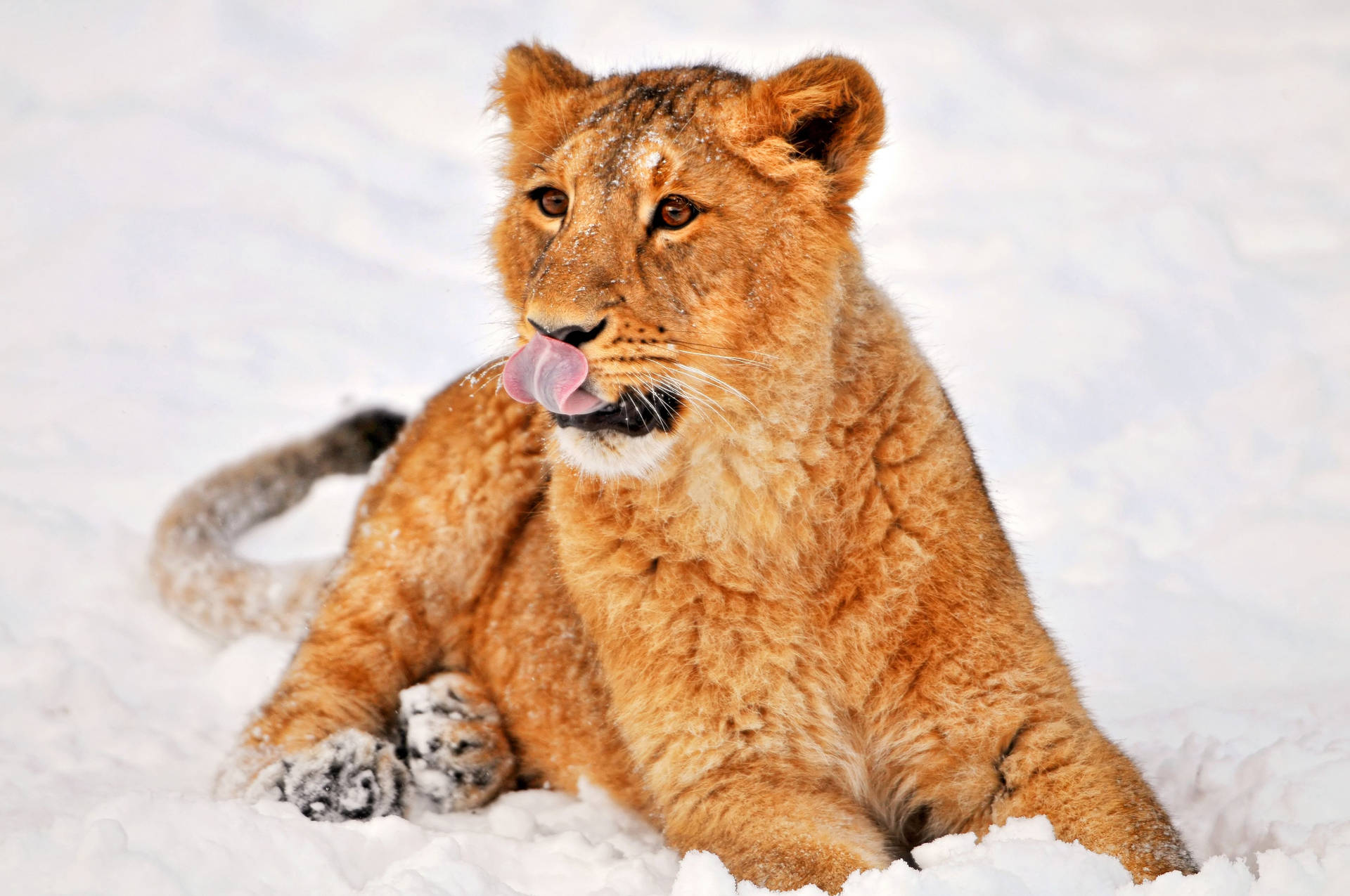 獅子躺在雪上，用舌頭舔鼻子。獅子在雪中玩耍。 — 獅子 壁紙