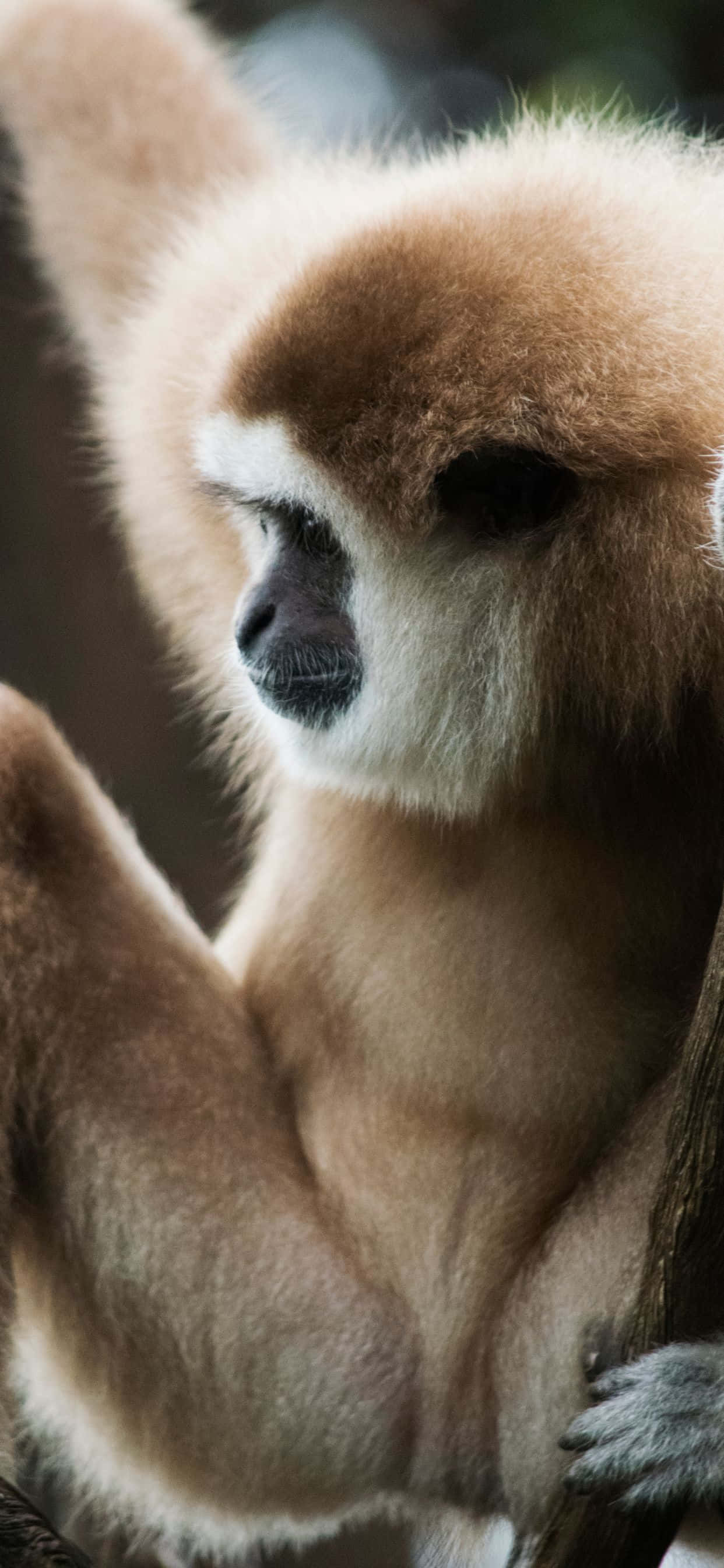 從iPhone Xs Max Gibbon 汲取靈感 壁紙