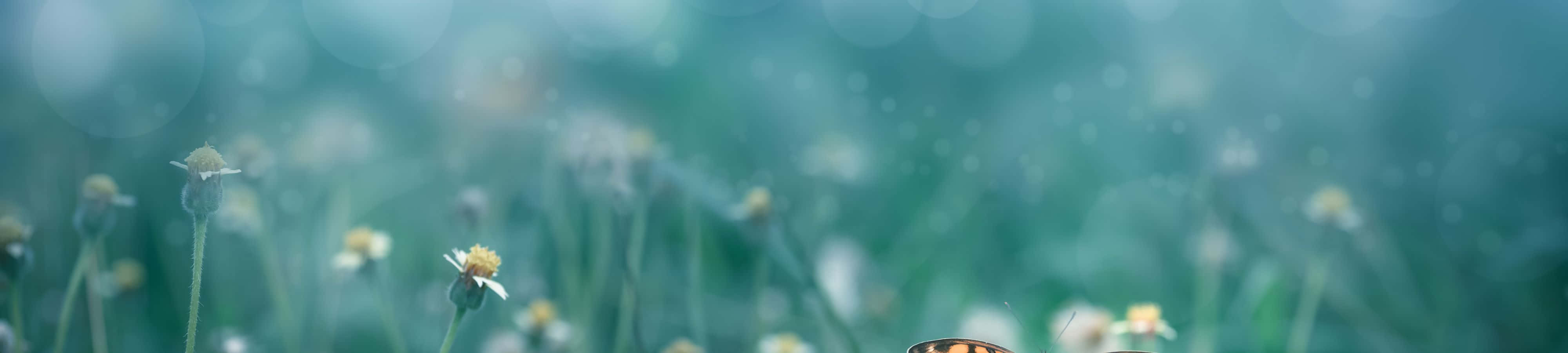 從大自然汲取靈感 壁紙