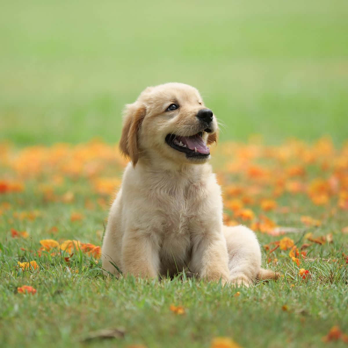 快樂的金毛幼犬圖片 壁紙