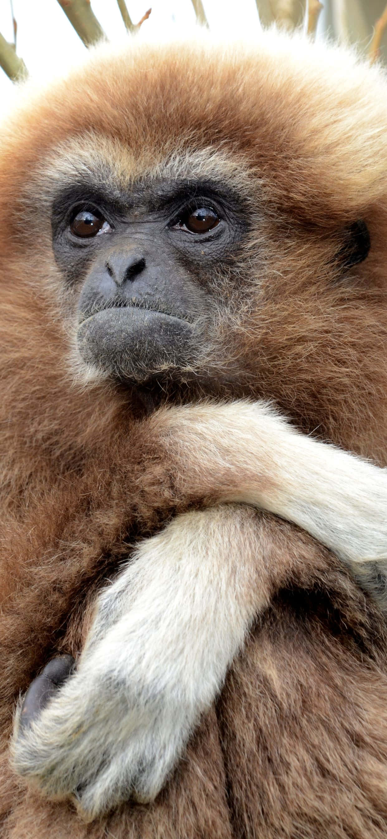 驚豔的iPhone XS Max Gibbon 近距離寫真 壁紙