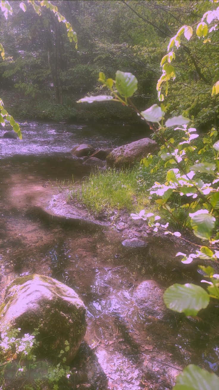 感受空气中弥漫的魔法，这款绝美精灵美学背景！ 壁紙