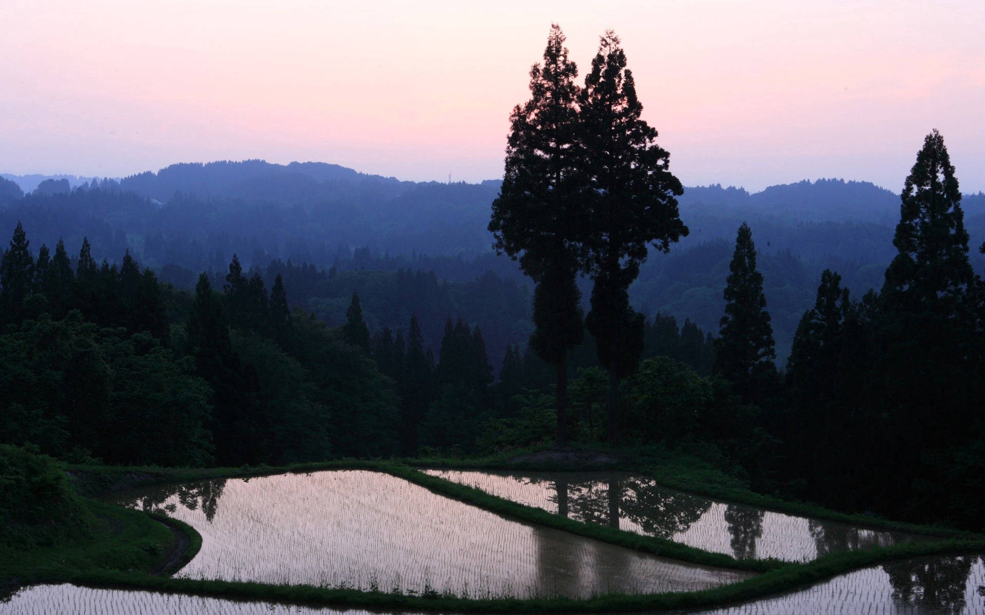 山景、綠樹與稻田