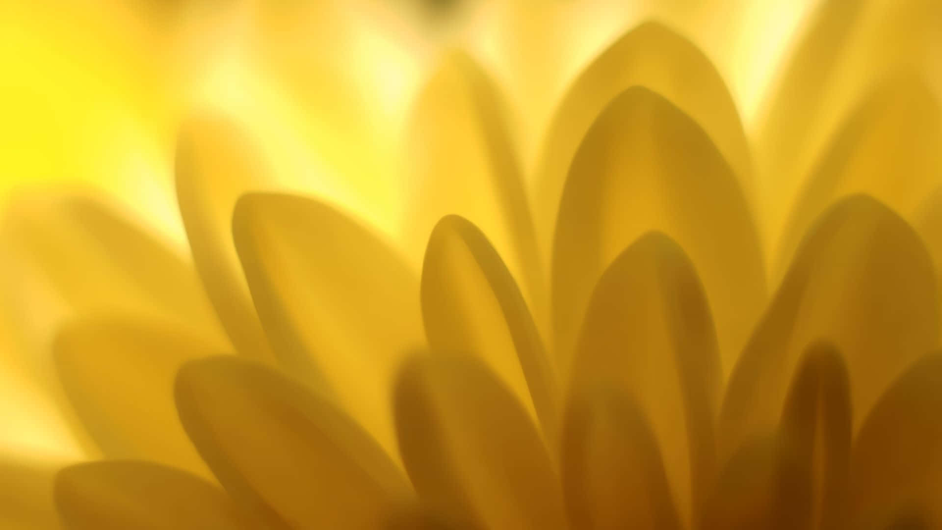 感受黃色氛圍 壁紙