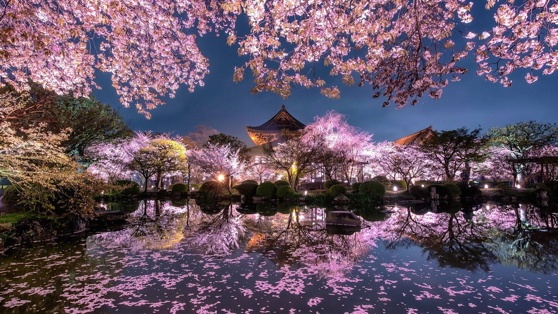 日本櫻花 — 櫻花 壁紙