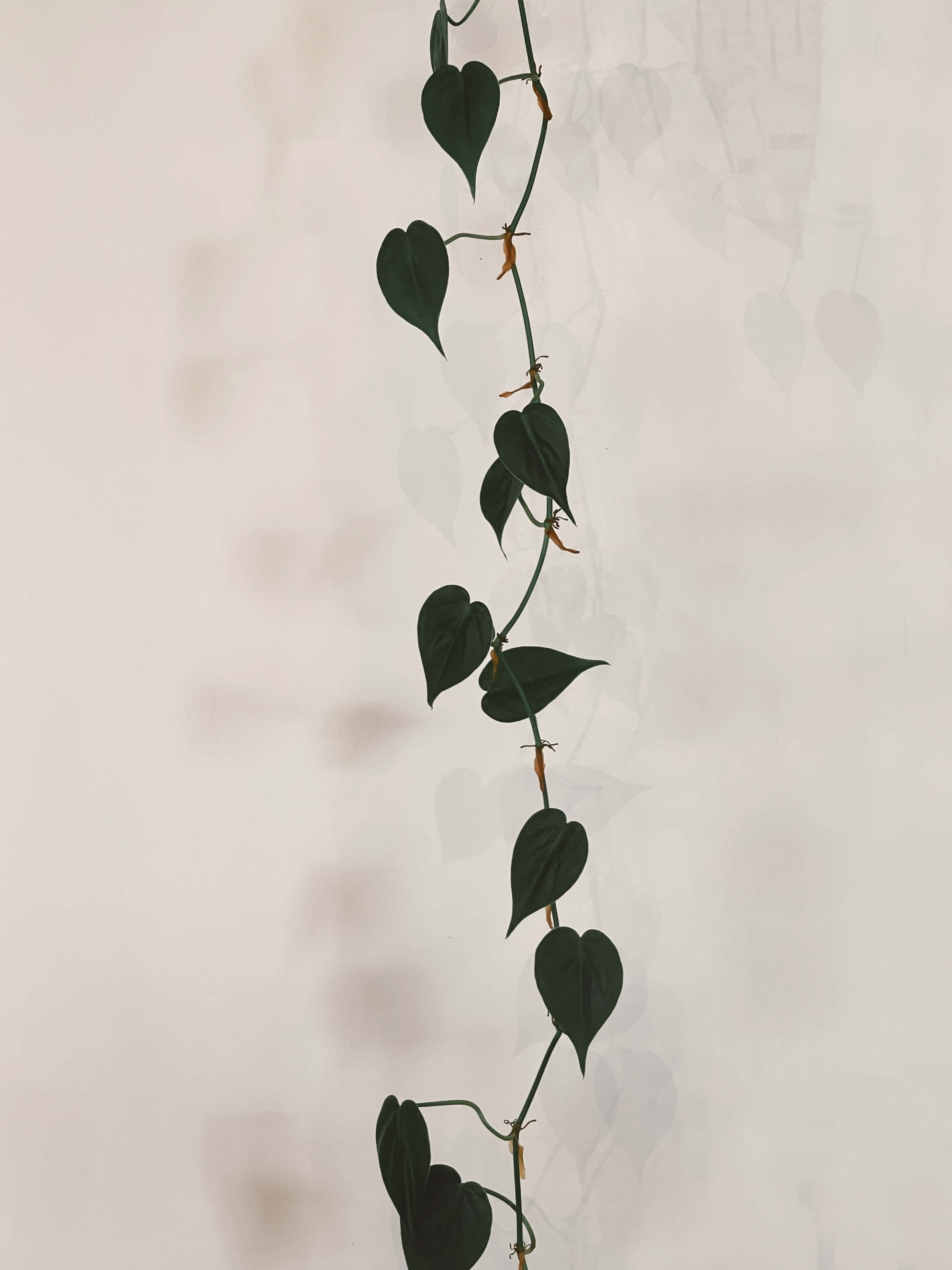 懸掛植物，枝葉茂盛 壁紙