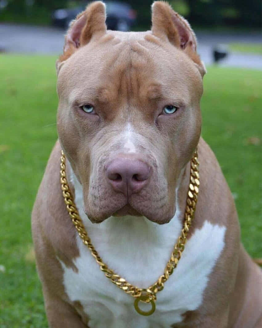戴着金链子的比特犬 壁紙