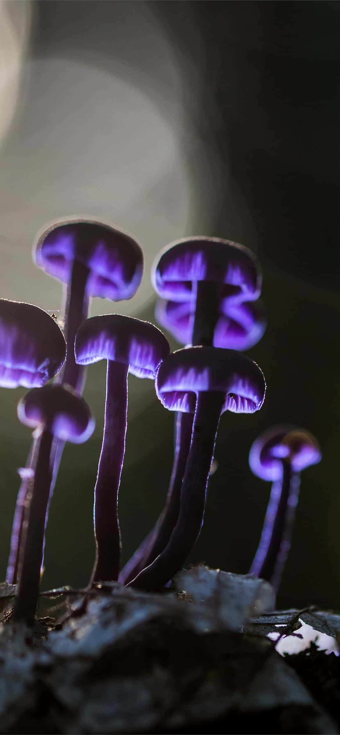 手機與從大自然中覓得的蘑菇 壁紙