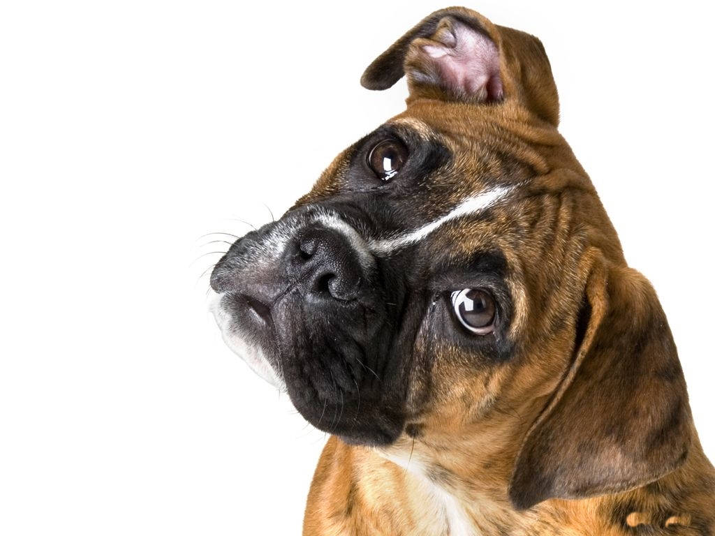 拳師犬歪頭 壁紙