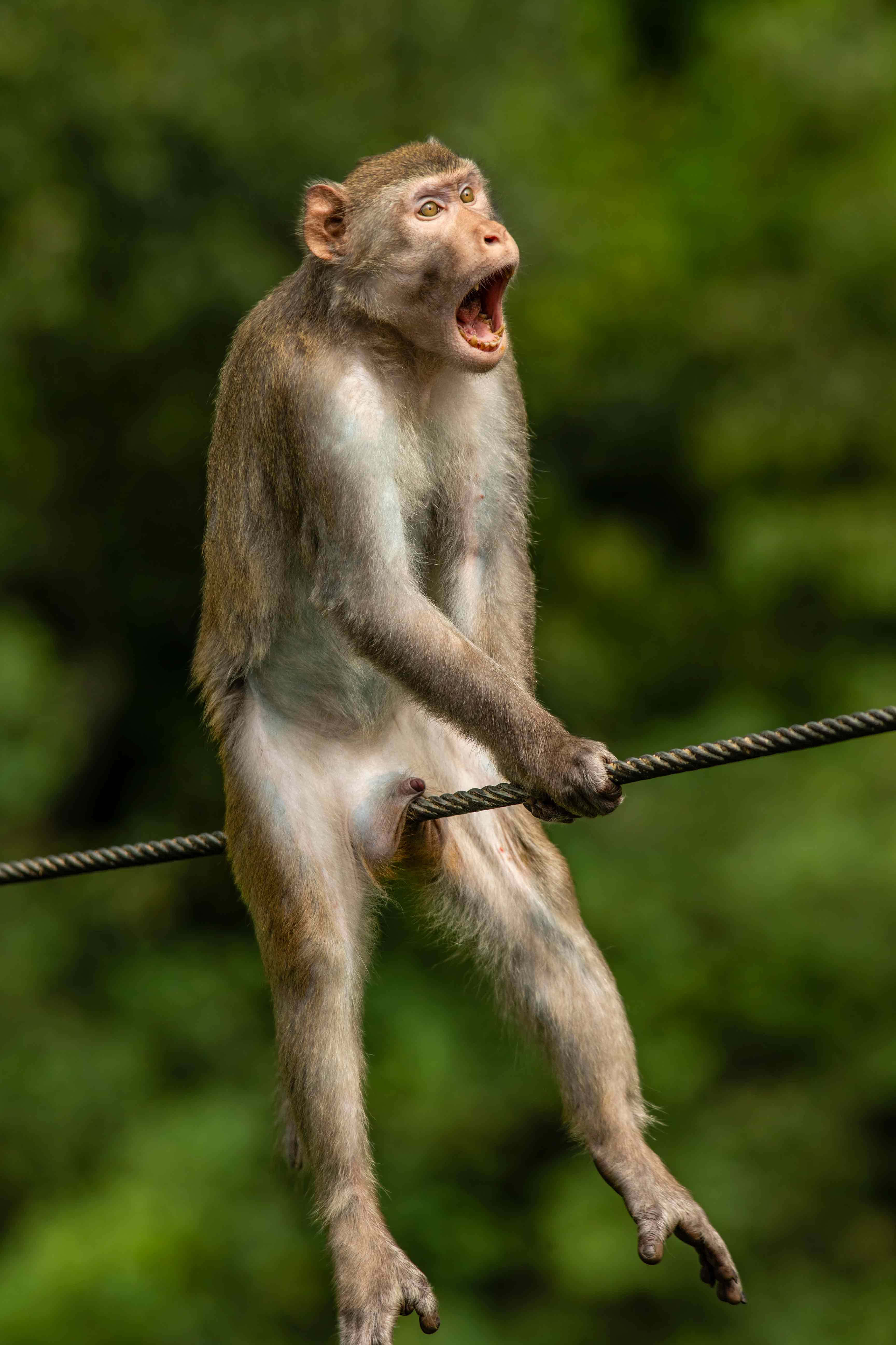 搞笑動物 樹枝上尖叫的猴子圖片 壁紙