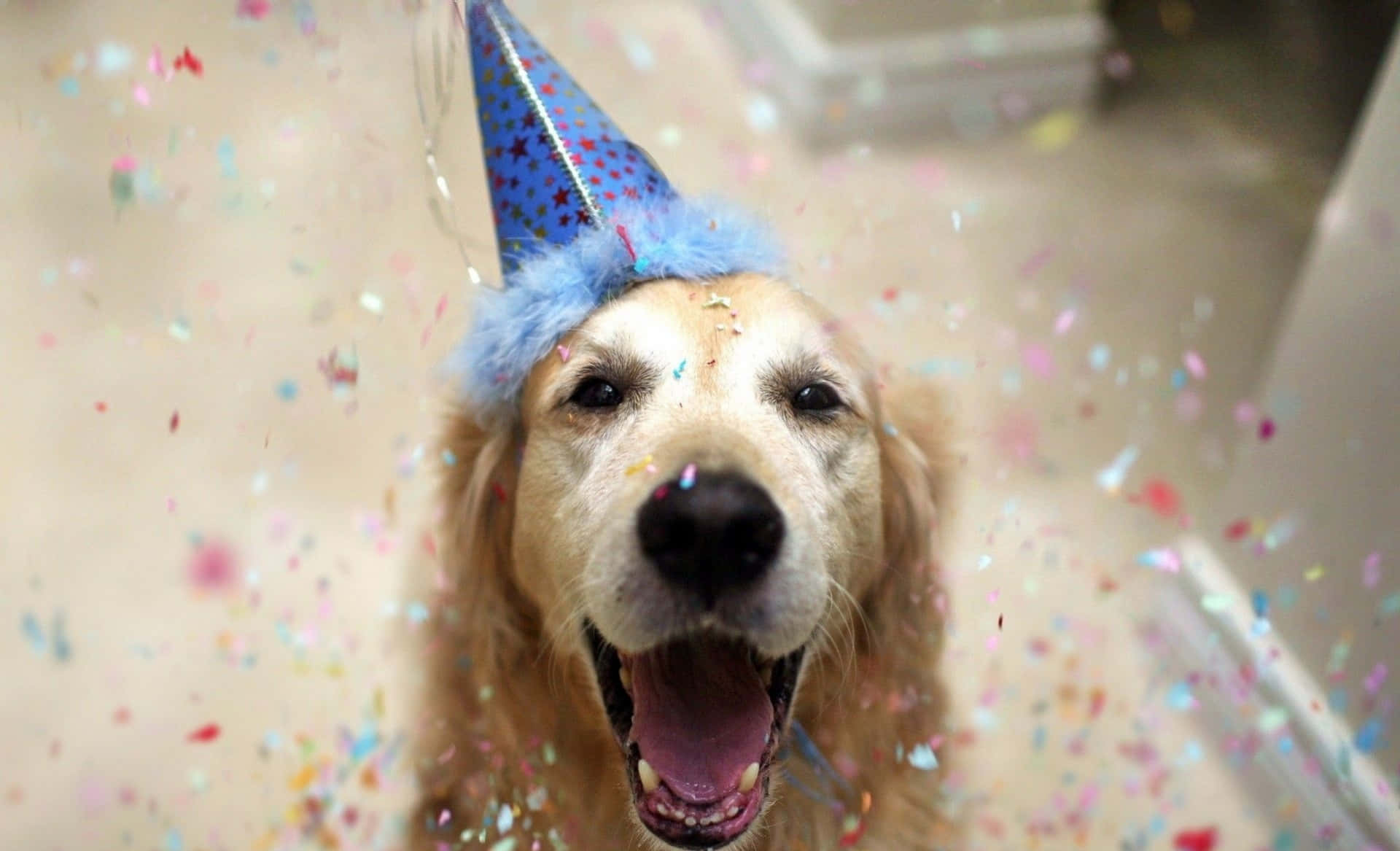 搞笑可愛生日圖片 壁紙