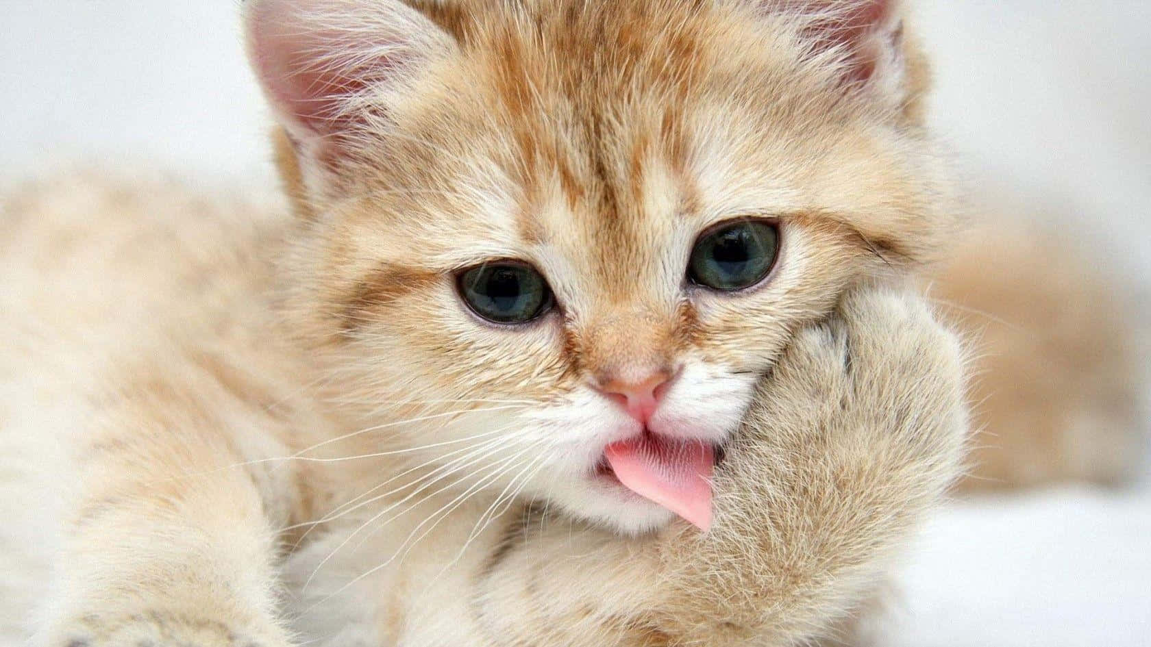 搞笑可爱动物 曼赤肯猫 壁紙