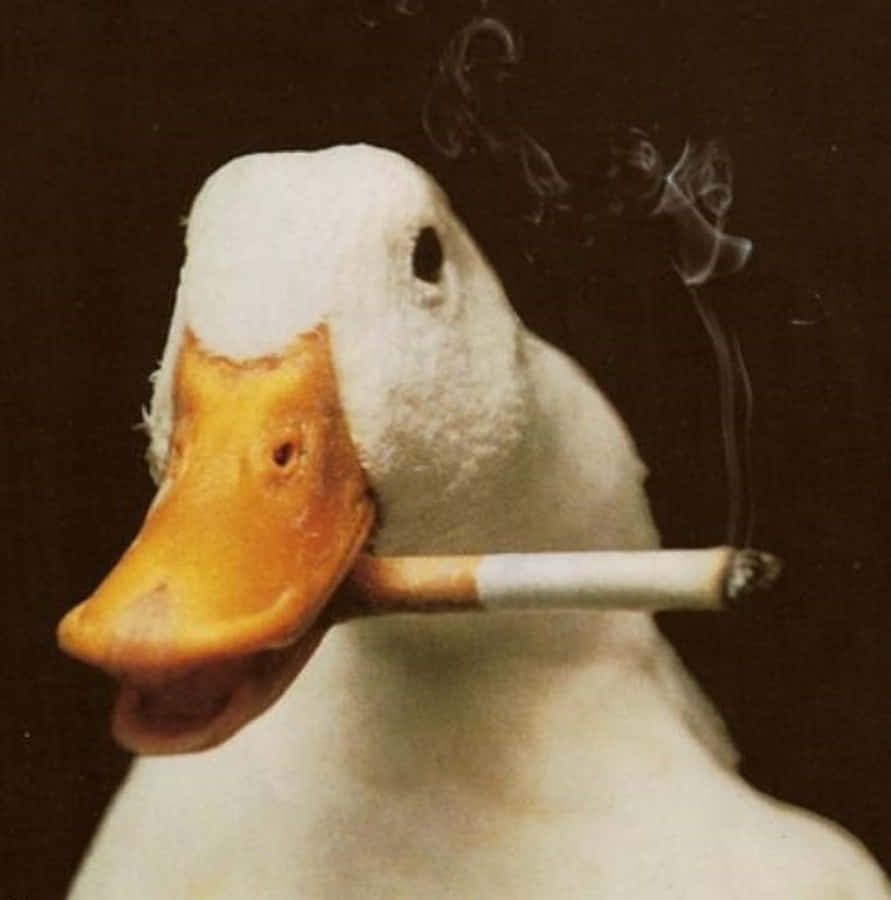 搞笑抽煙的鵝 壁紙