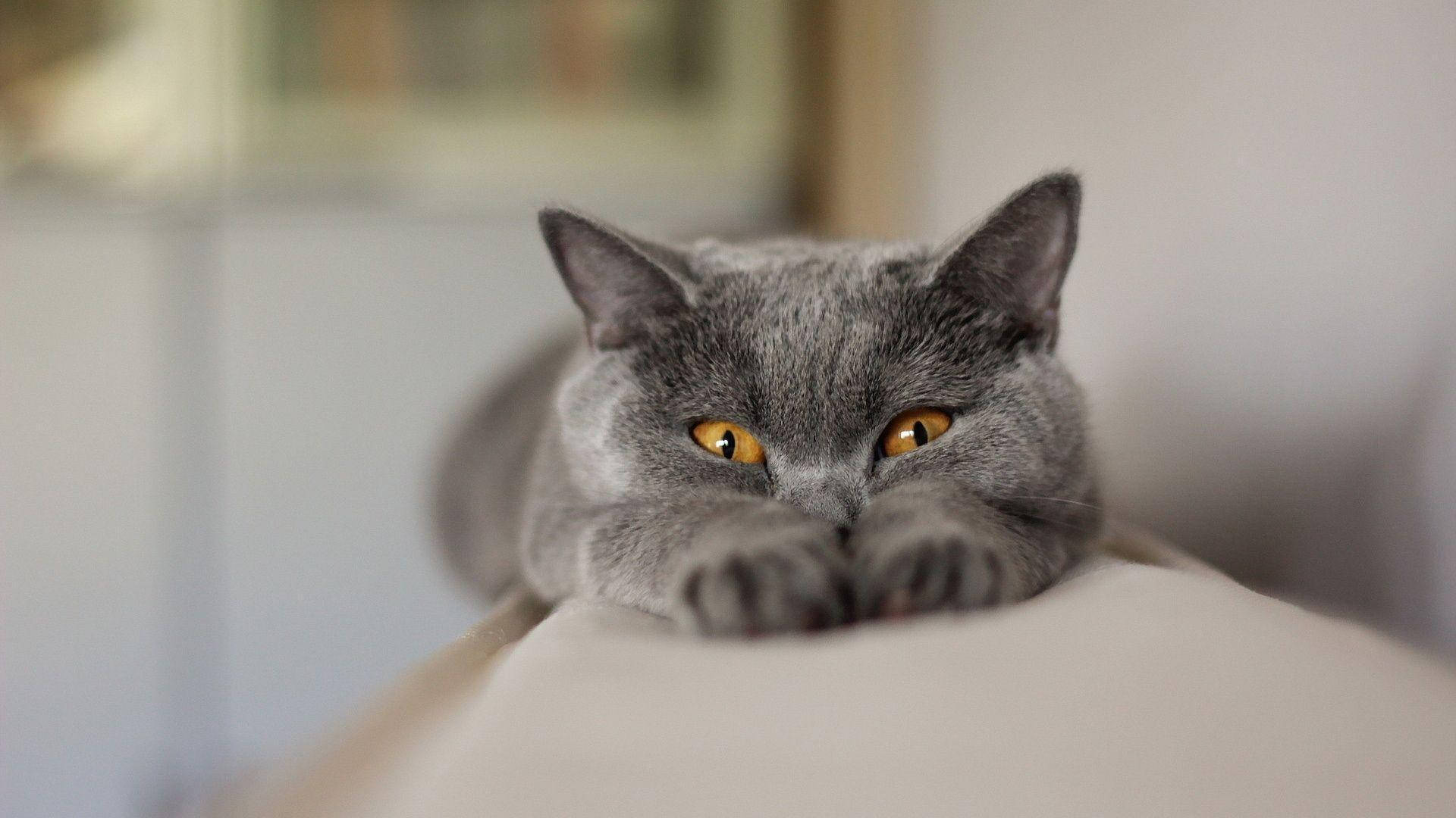 搞笑猫咪伸懒腰 壁紙