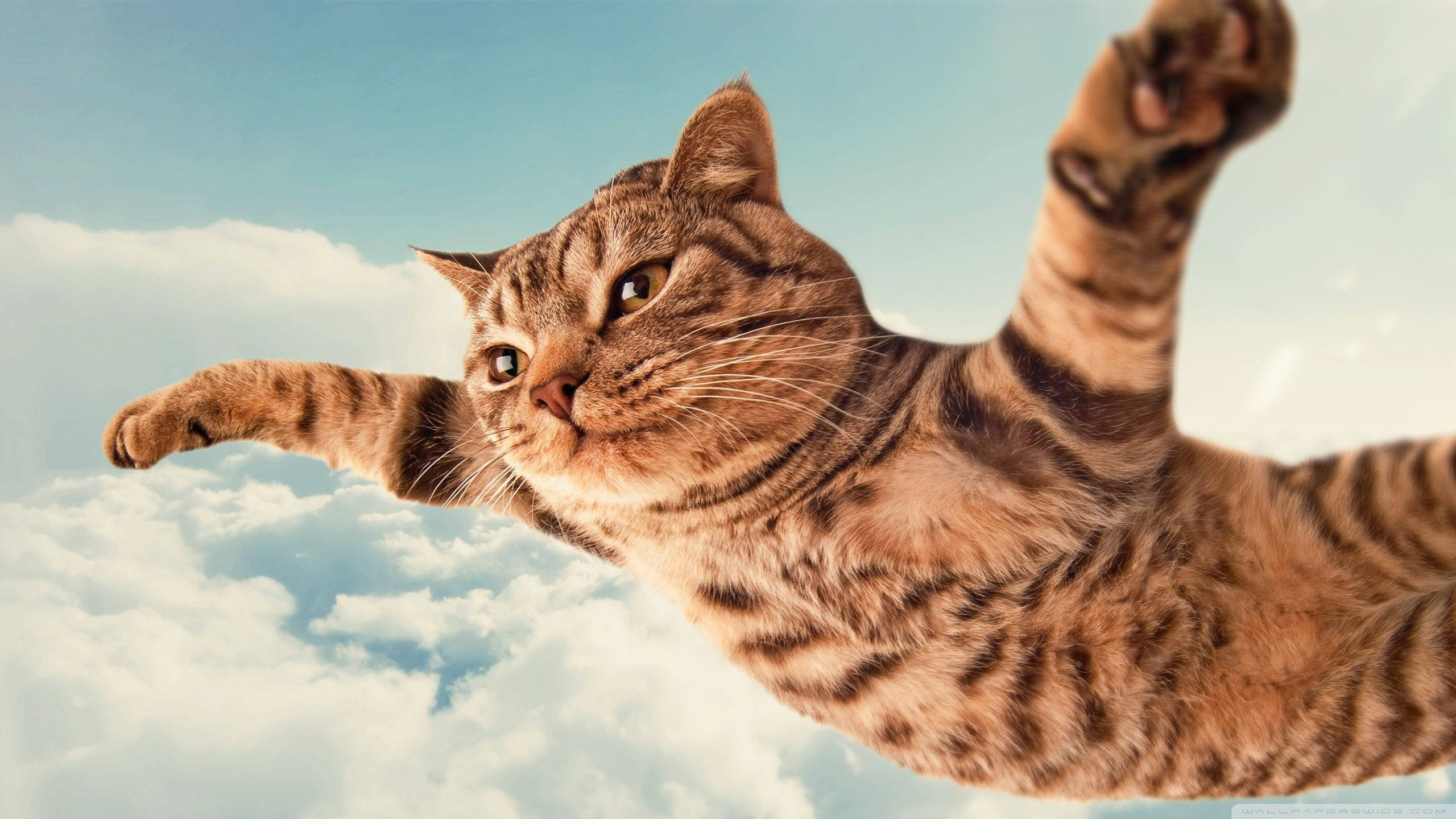 搞笑猫咪安然飞翔 壁紙