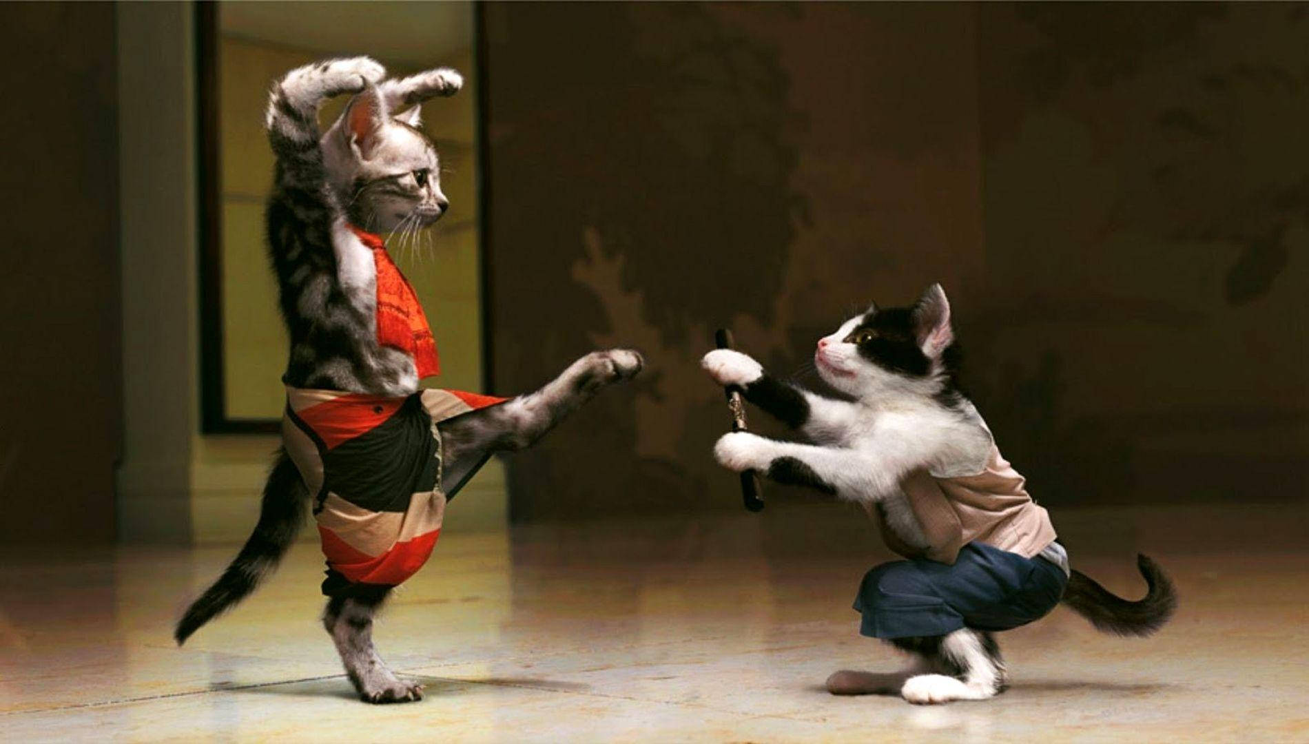 搞笑猫咪斗士 壁紙
