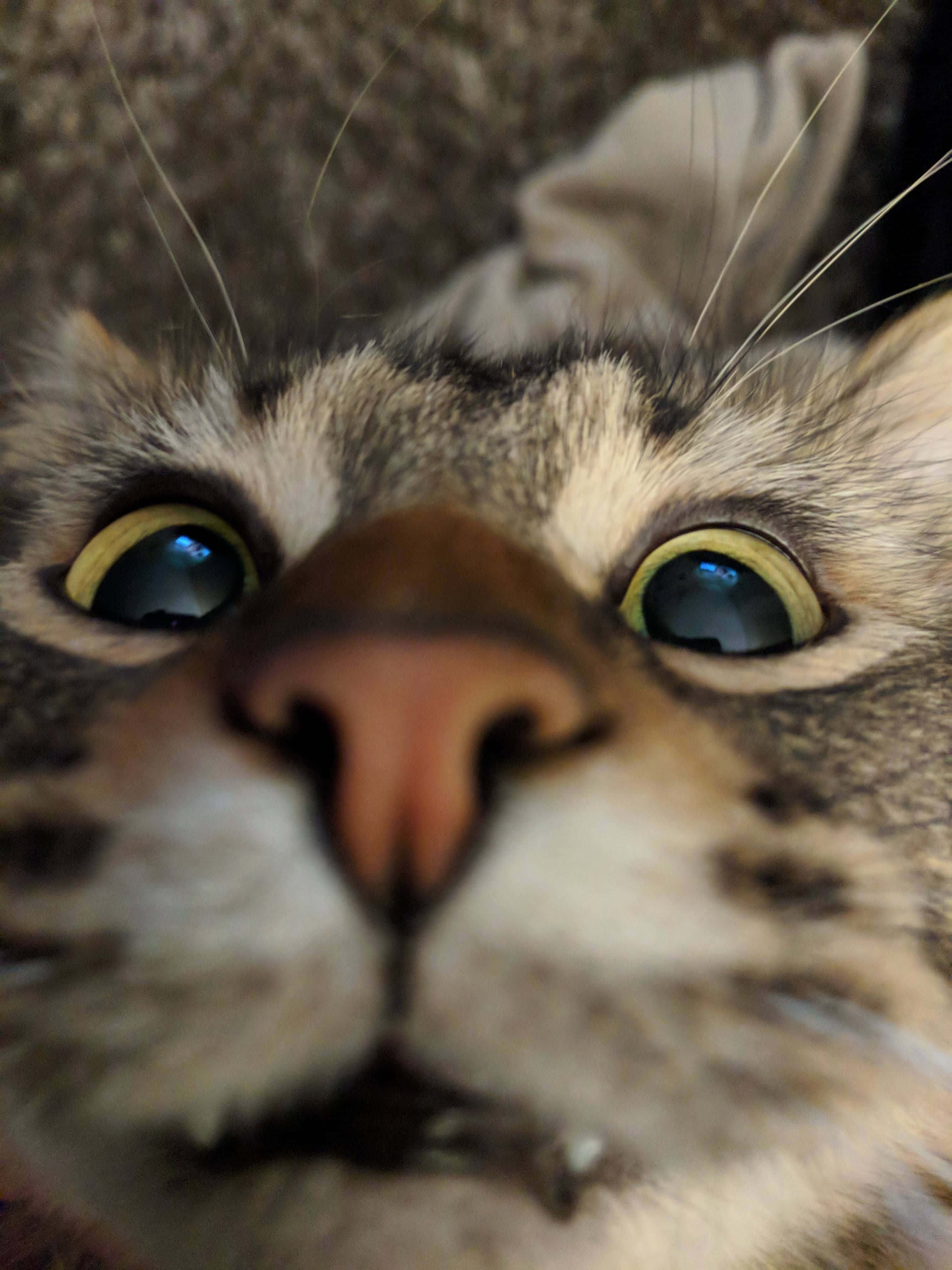 搞笑脸可爱猫咪头像 壁紙