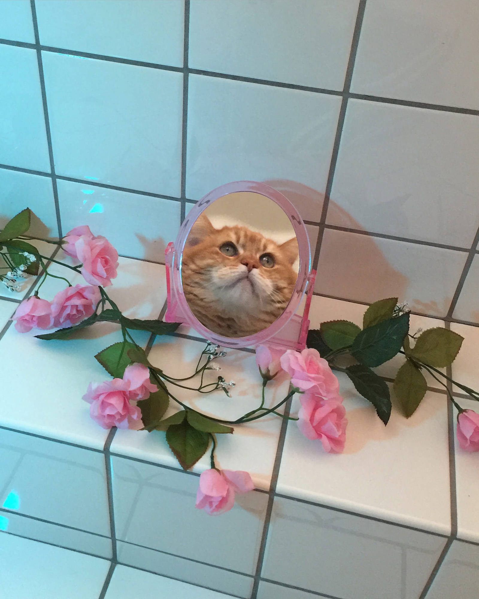 搞笑鏡中貓咪美學 壁紙