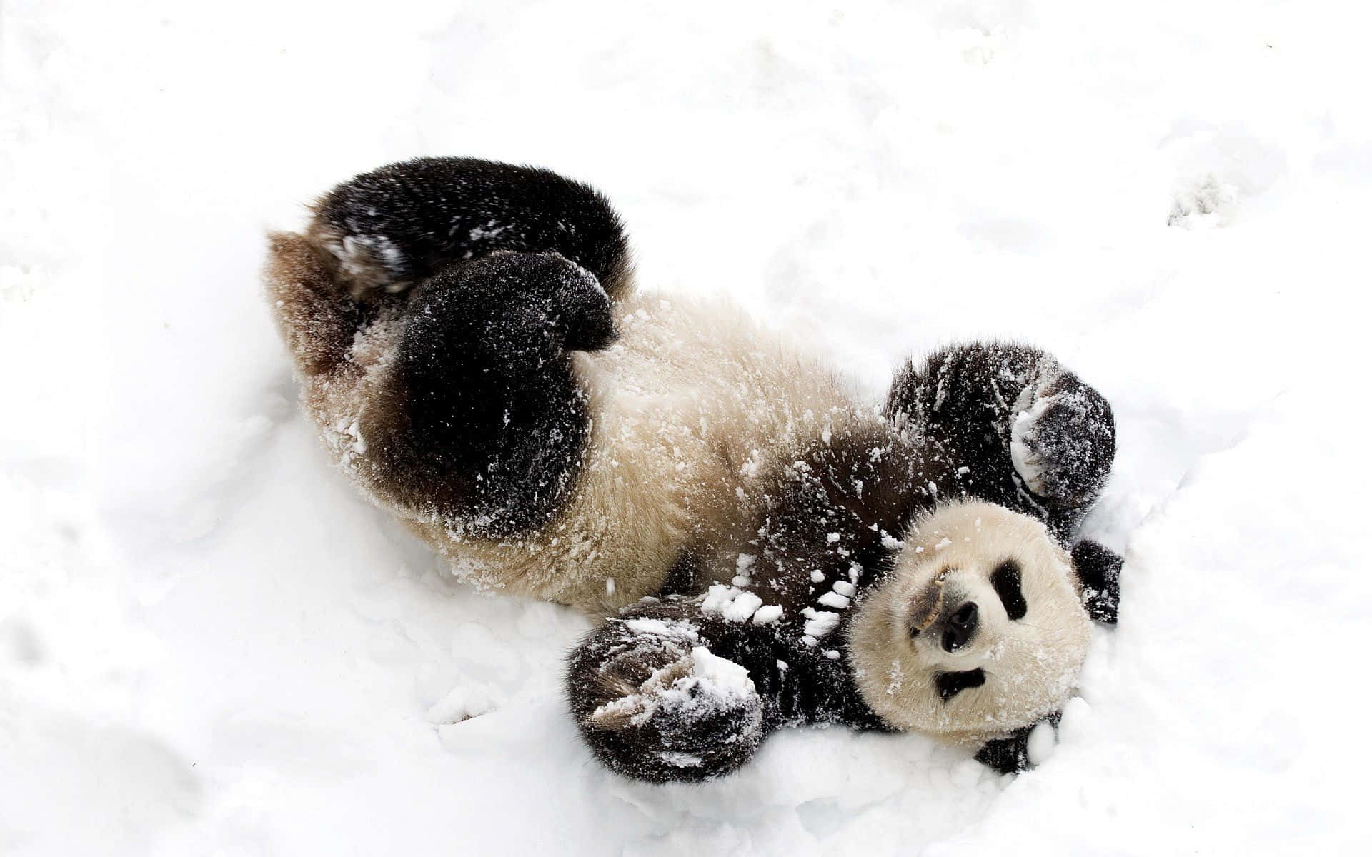 搞笑雪地可愛熊貓玩耍圖片 壁紙