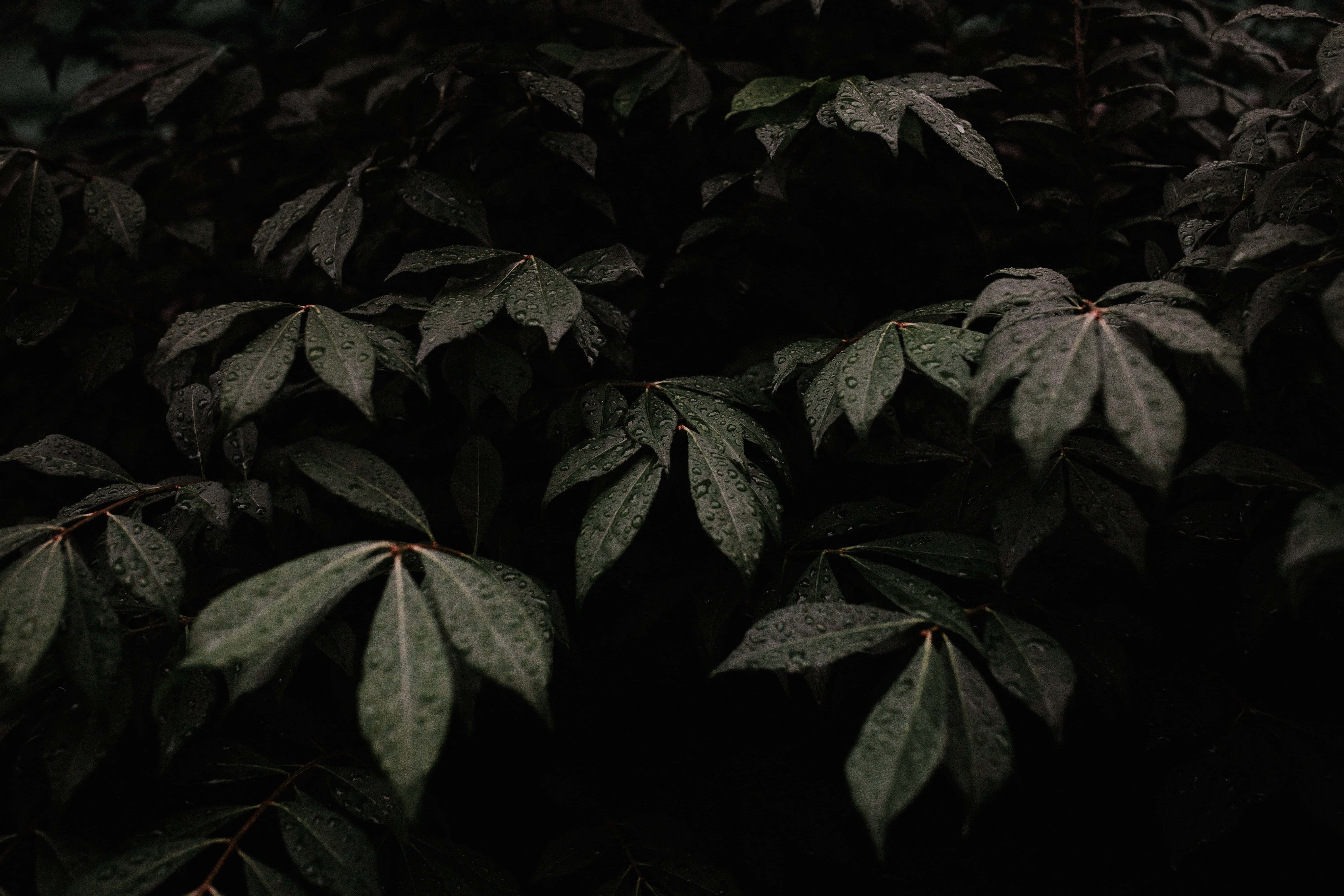 擁抱深綠，享受自然 壁紙