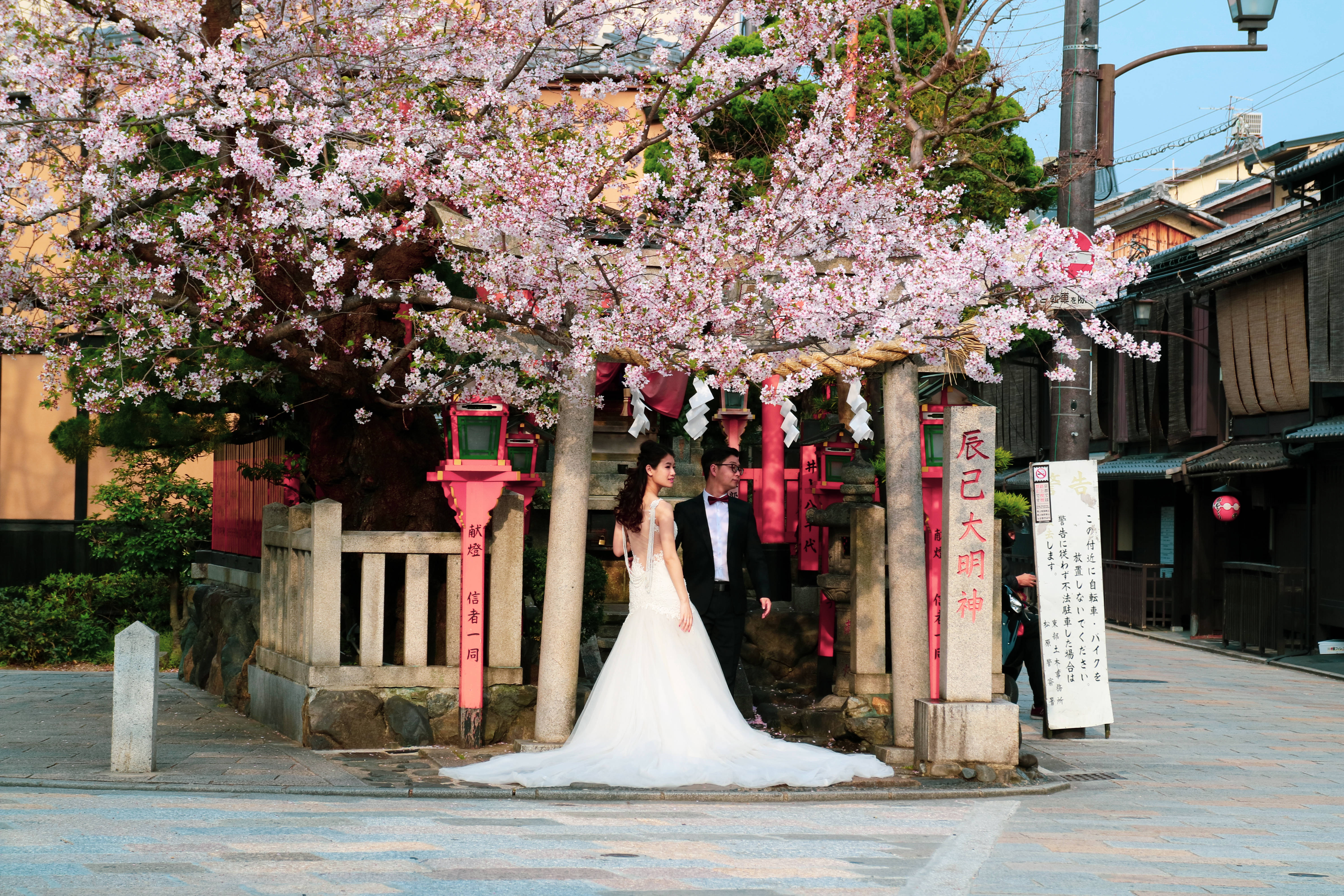 日本櫻花下的新婚夫婦 壁紙