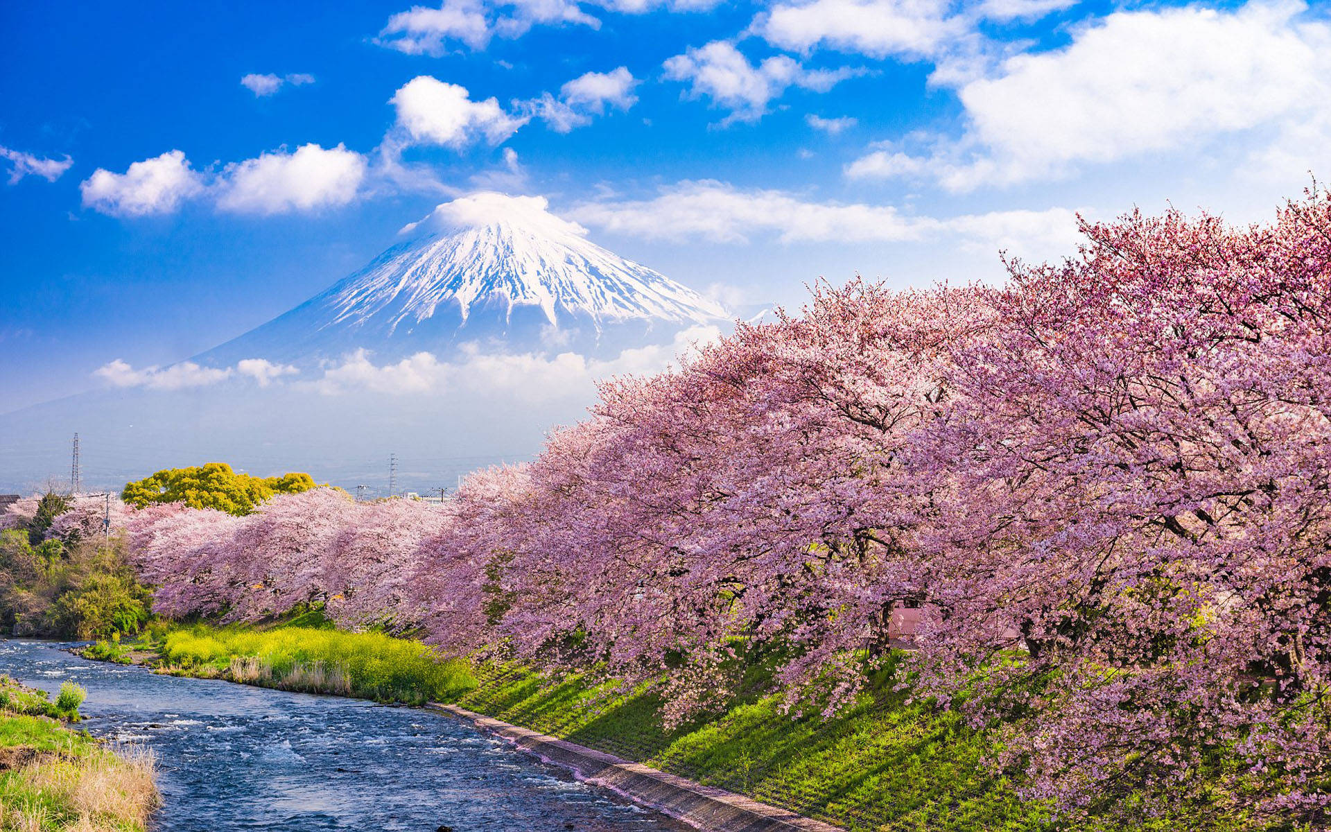 日本櫻花與潤井川富士山 壁紙