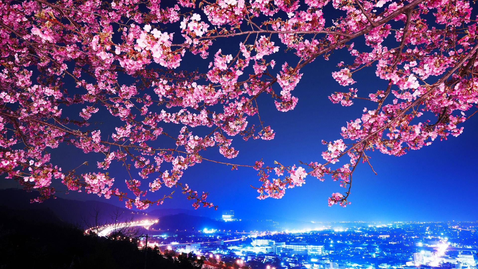 日本美學風景與櫻花 壁紙